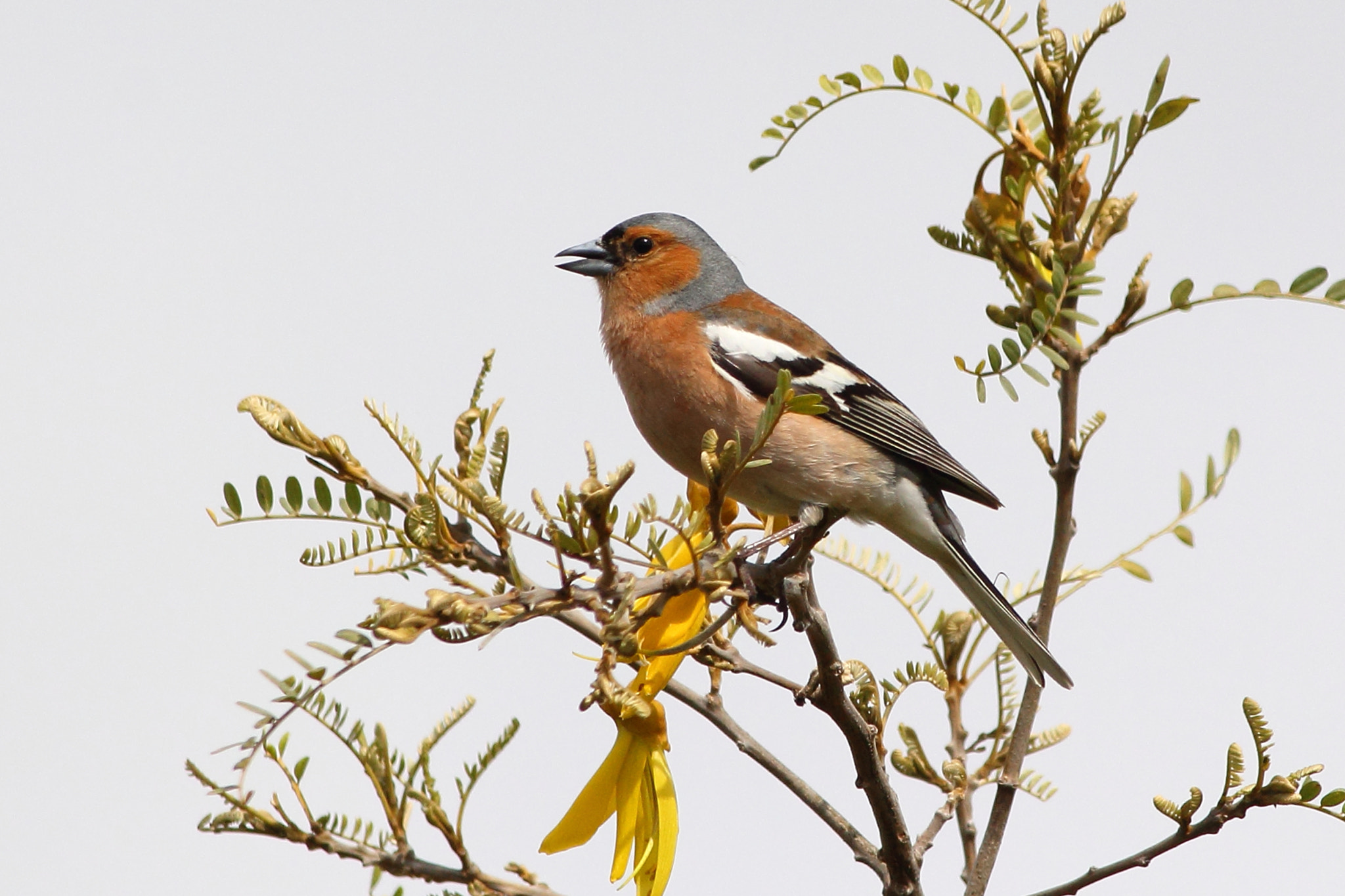Canon EOS 60D + Canon EF 400mm F5.6L USM sample photo. Chaffinch sitting in kowhai tree (nz) photography