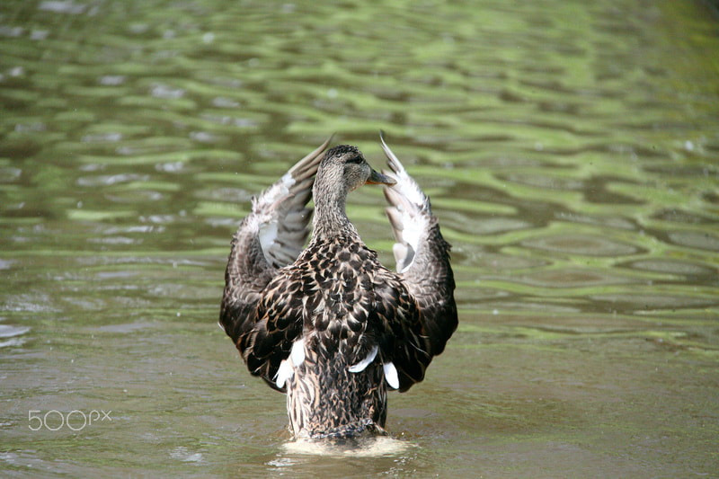 Canon EOS 50D + Canon EF-S 18-200mm F3.5-5.6 IS sample photo. Chief conductor photography