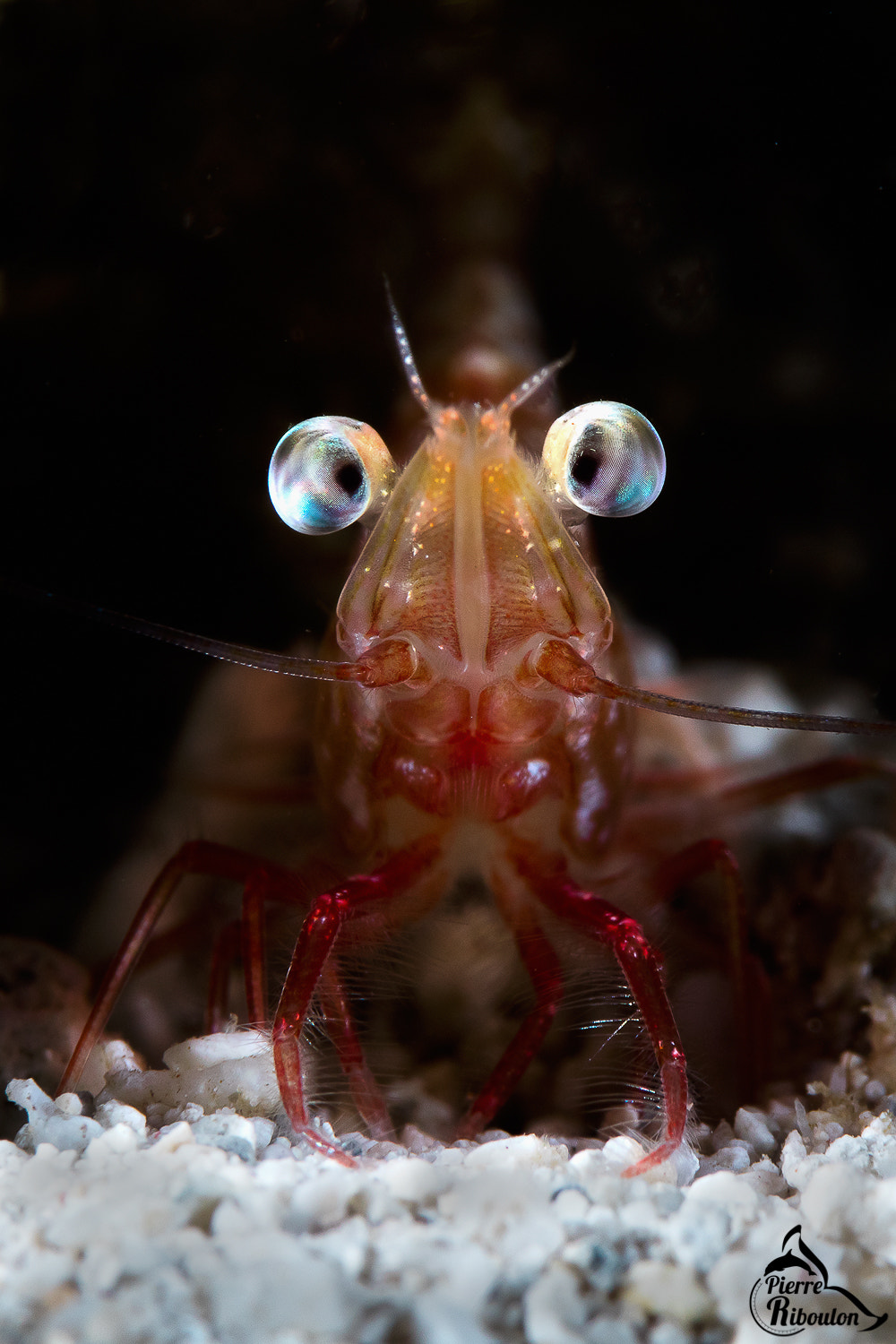 Canon EOS 5DS + Canon EF 100mm F2.8 Macro USM sample photo. Crevette dans le lagon de mayotte photography