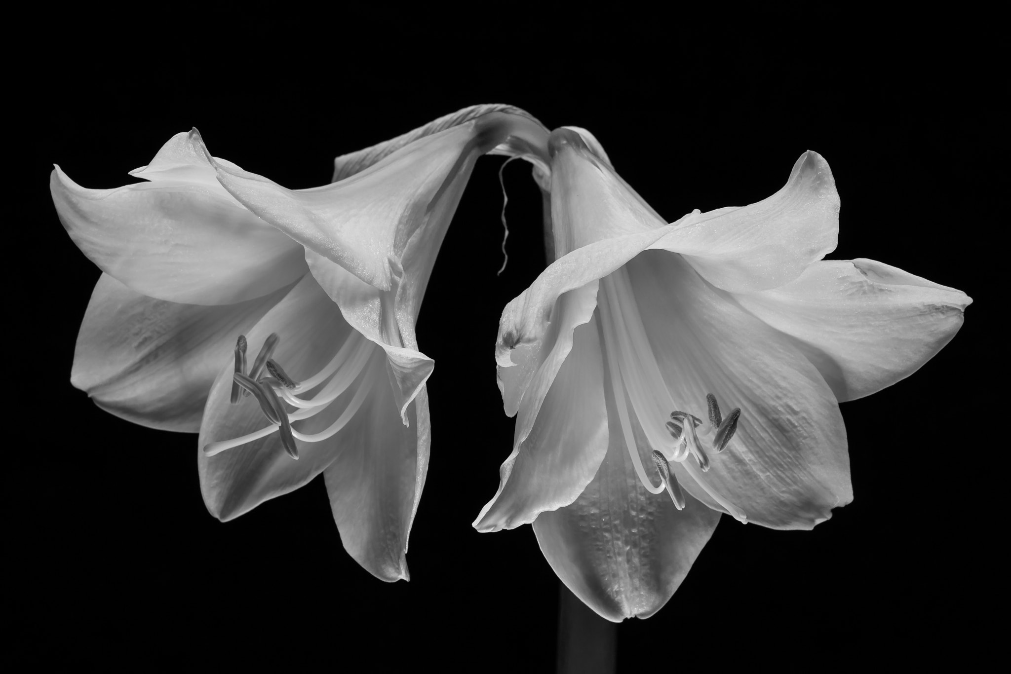 Canon EOS 1000D (EOS Digital Rebel XS / EOS Kiss F) + Canon EF 100mm F2.8L Macro IS USM sample photo. ____"blooming amaryllis in b/w"____ photography