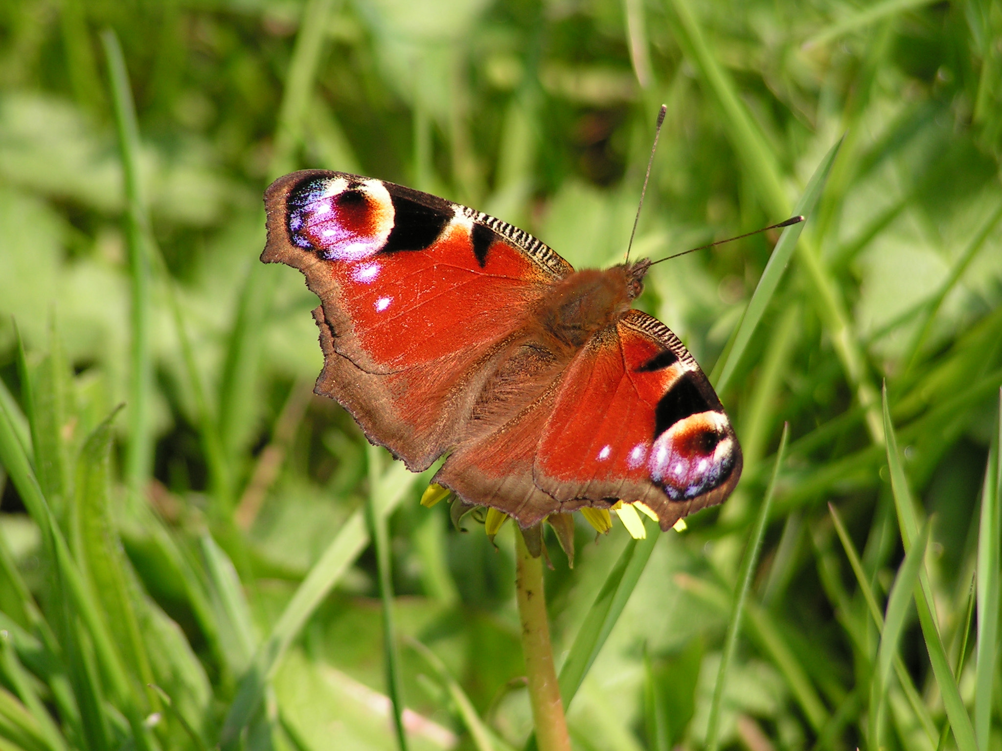 KONICA MINOLTA DiMAGE Z10 sample photo. Peacock butterfly photography