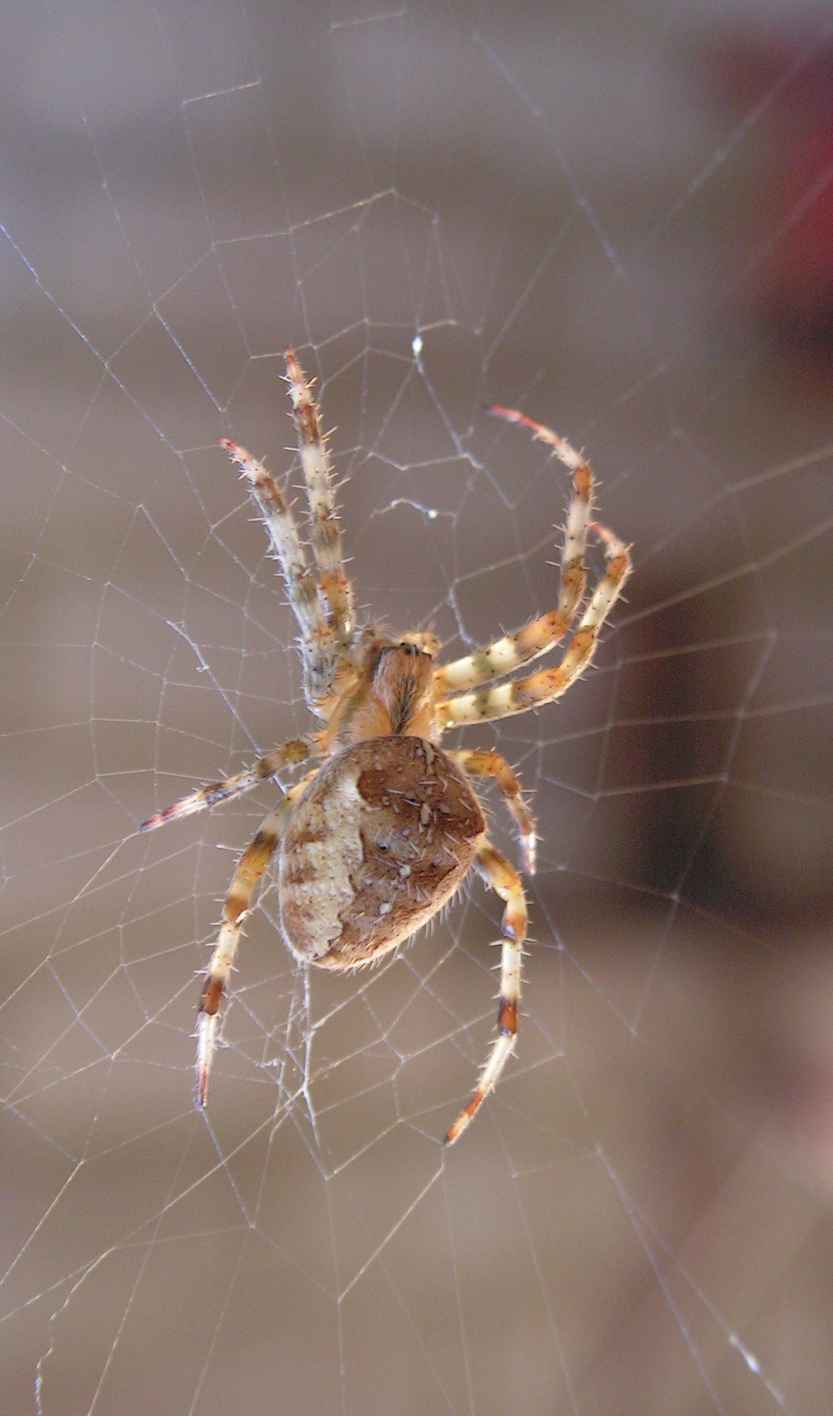KONICA MINOLTA DiMAGE Z10 sample photo. Garden spider photography