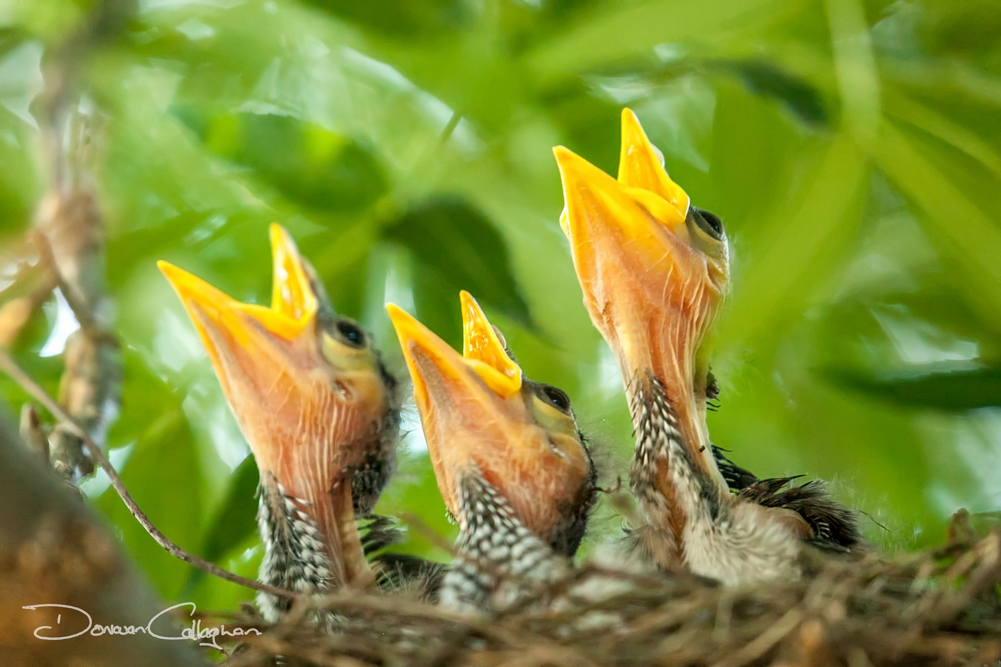 Canon EF 100-400mm F4.5-5.6L IS II USM sample photo. Noisy minor chicks waiting for food photography