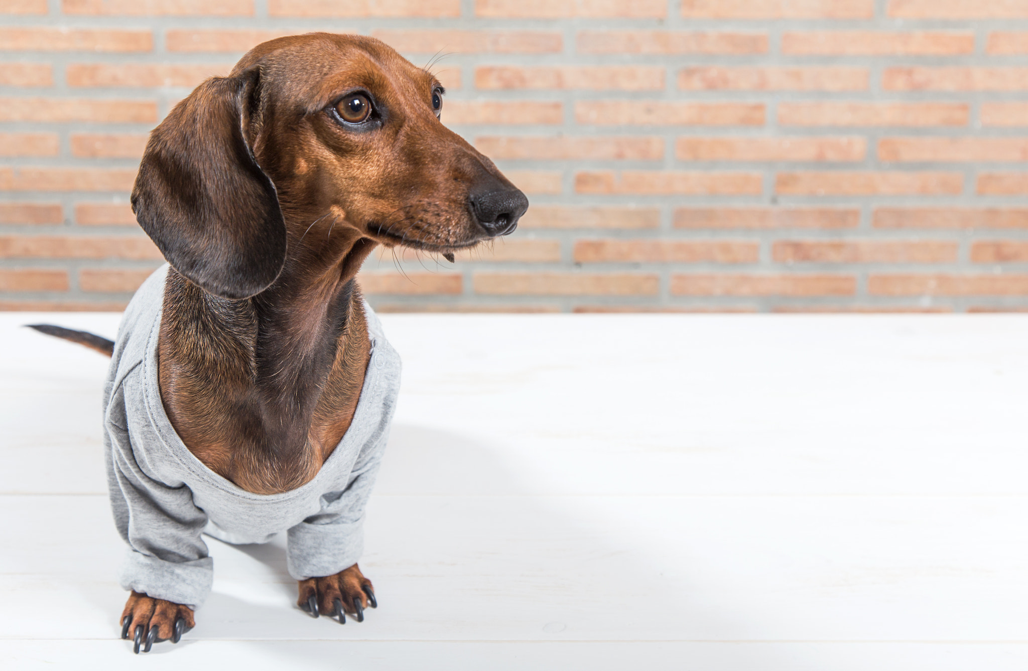 Red dachshund dog with gray shirt