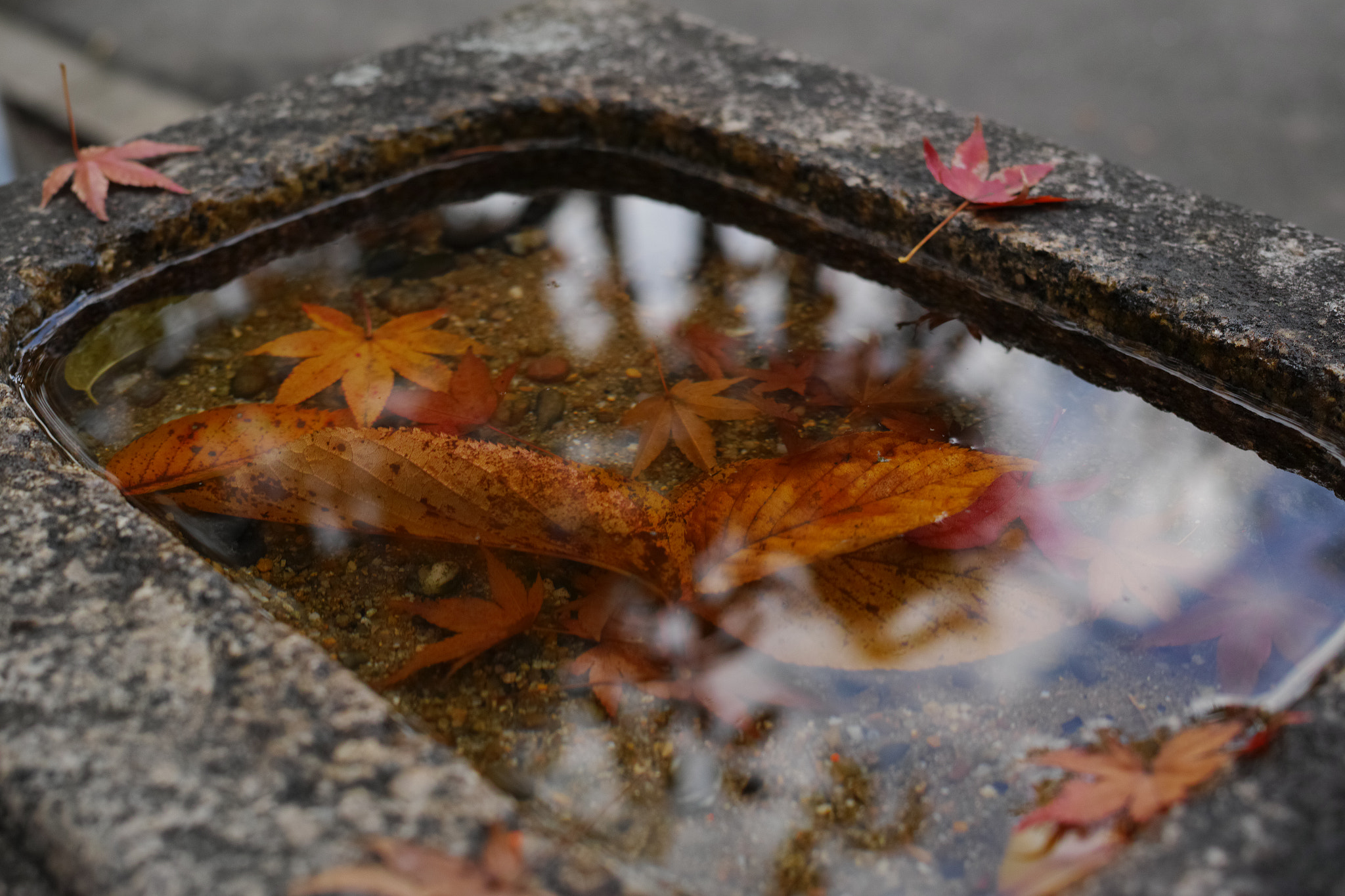 Sigma dp2 Quattro + 1007 sample photo. Autumn pool photography
