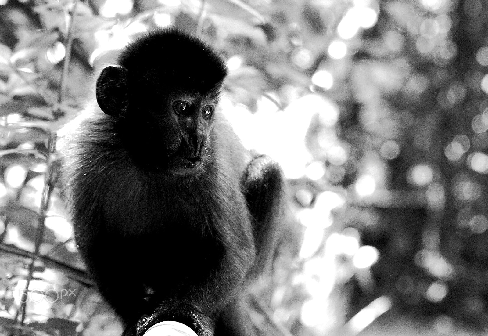 Canon EOS 450D (EOS Rebel XSi / EOS Kiss X2) sample photo. Monkey photography
