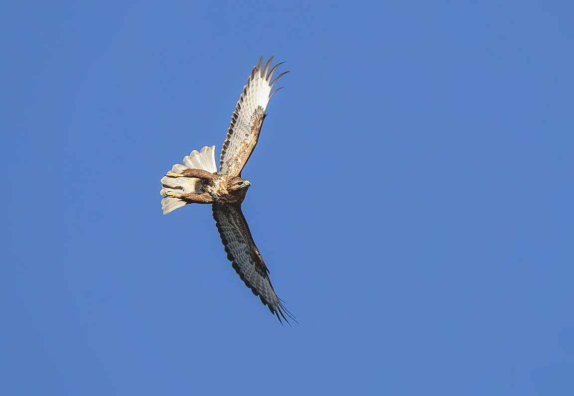 Nikon D4S sample photo. Watching you photography