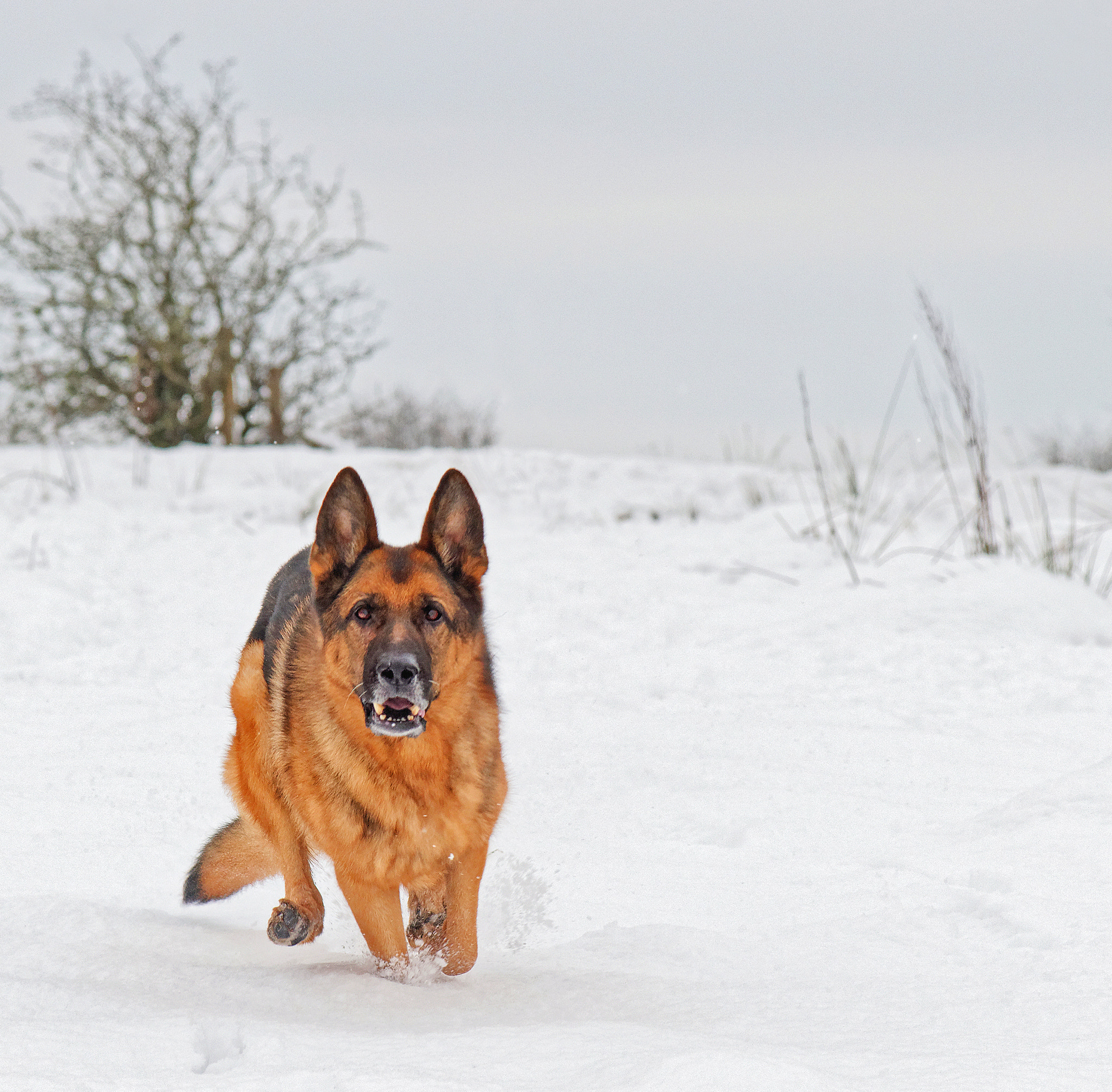 Nikon D4S sample photo. Winter shepherd photography