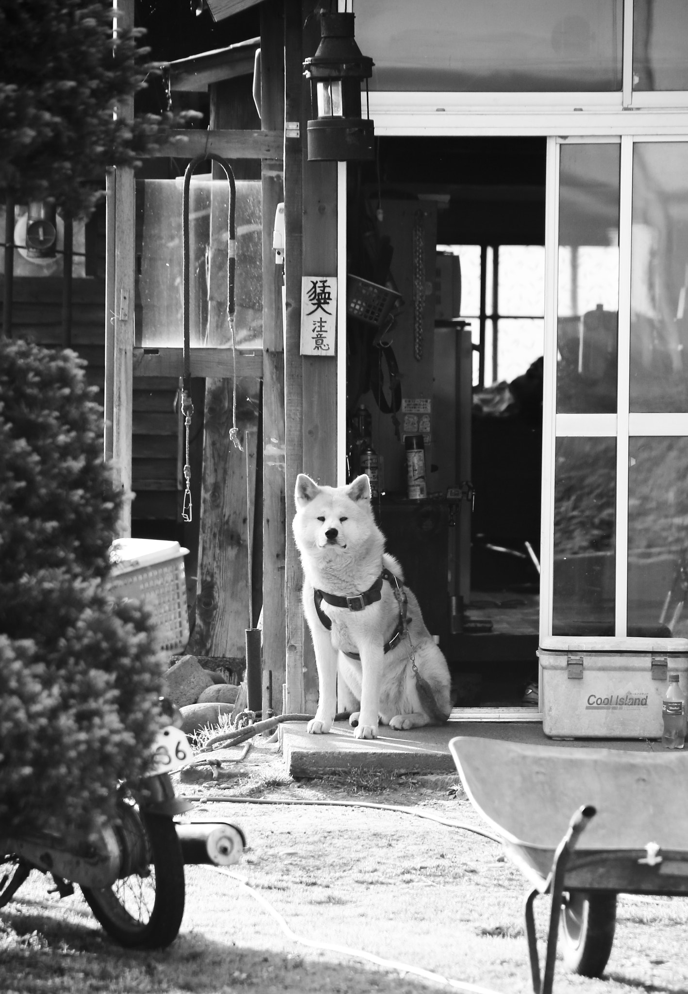 Canon EF 28-200mm F3.5-5.6 USM sample photo. Vicious dog photography