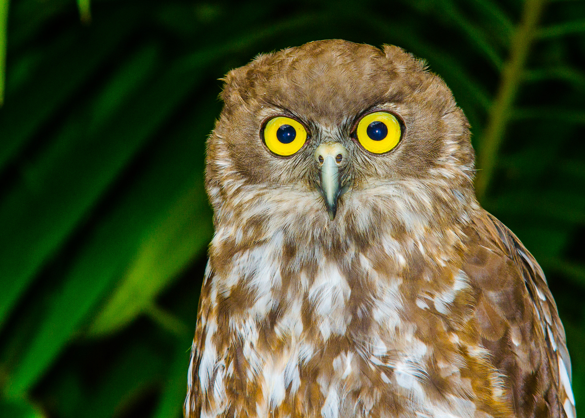 Nikon D7000 + Sigma 70-210mm F2.8 APO sample photo. Look into my eyes ! photography