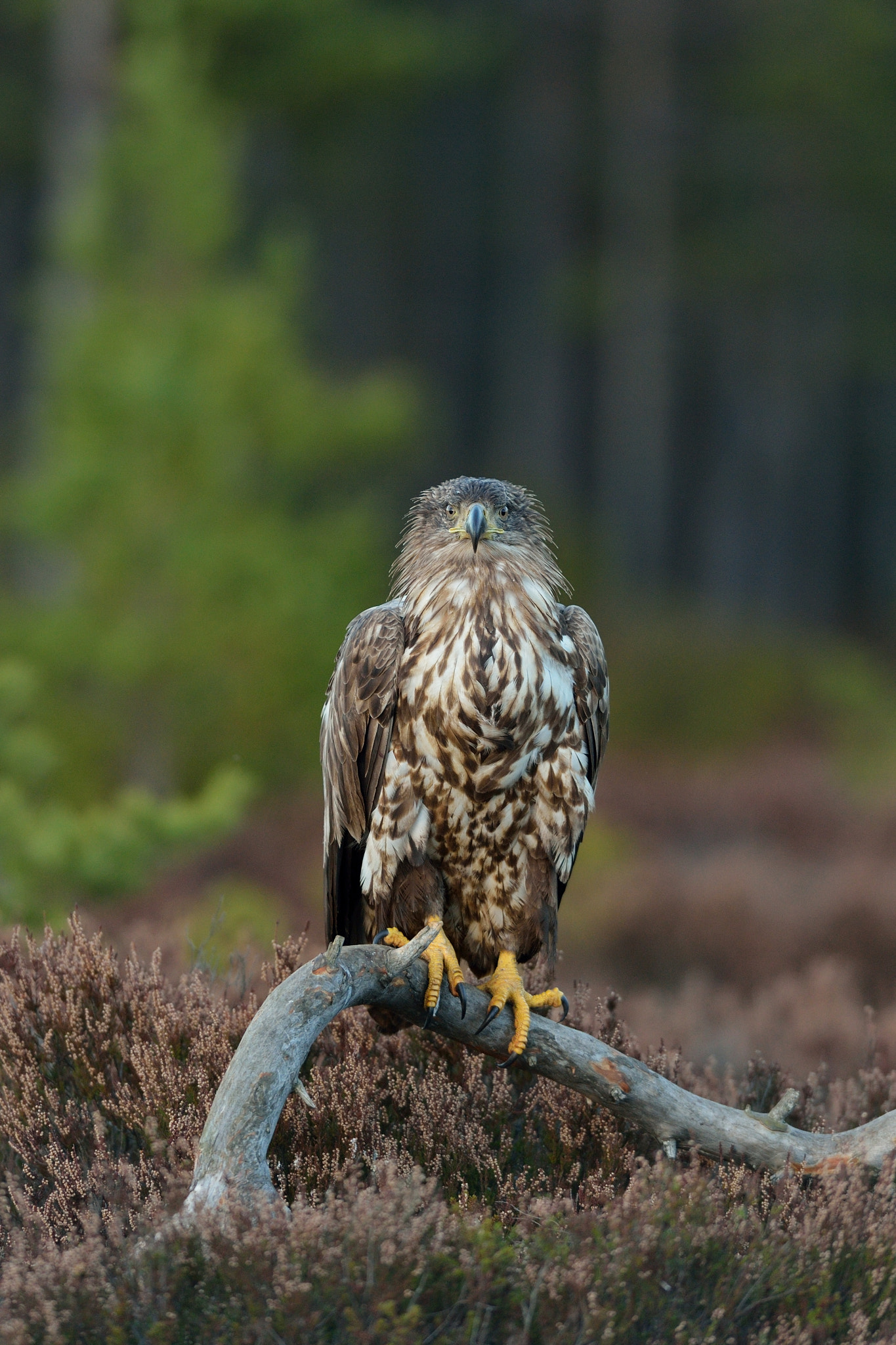 Nikon AF-S Nikkor 400mm F2.8D ED-IF II sample photo. Juvenile white-tailed eagle photography