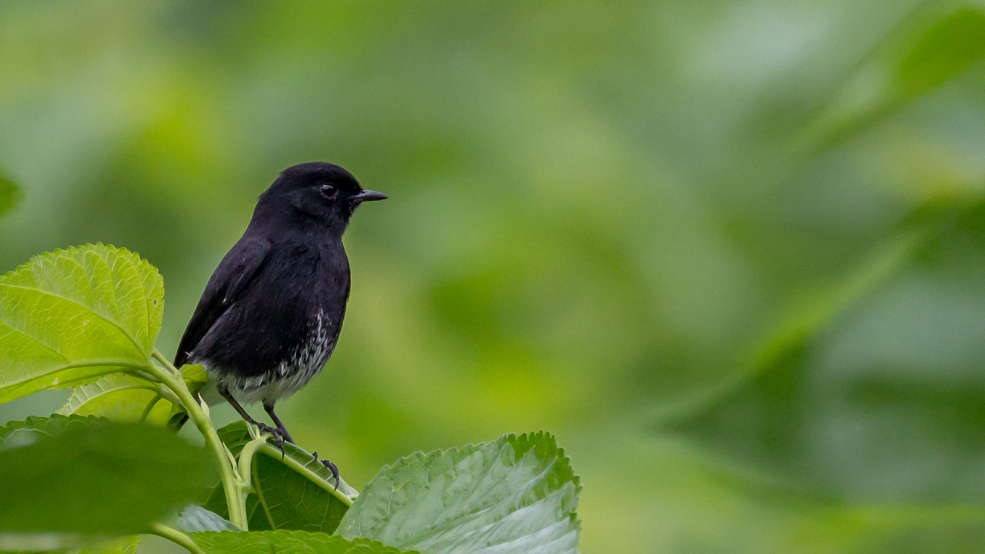 Canon EF 100-400mm F4.5-5.6L IS II USM sample photo. Bushchat...!!! photography