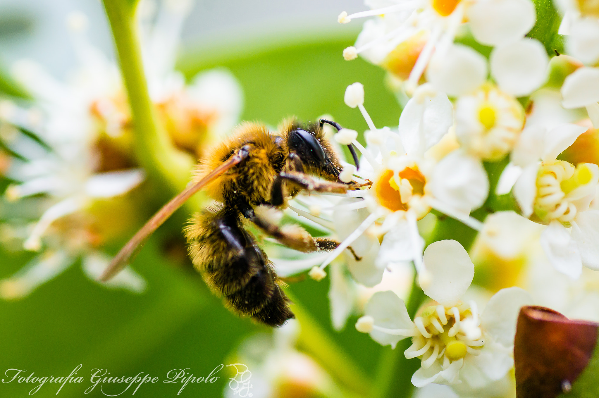 Sony SLT-A55 (SLT-A55V) + Tamron SP AF 90mm F2.8 Di Macro sample photo. Apis mellifera photography
