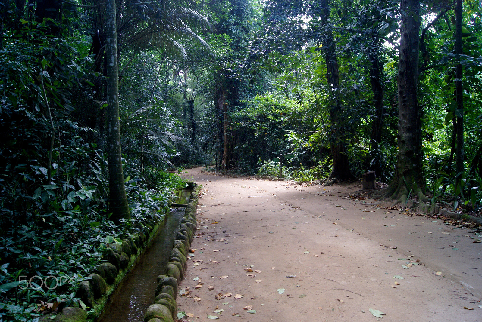 Sony Alpha DSLR-A330 + Sony DT 18-55mm F3.5-5.6 SAM II sample photo. Rio de janeiro's botanic garden photography