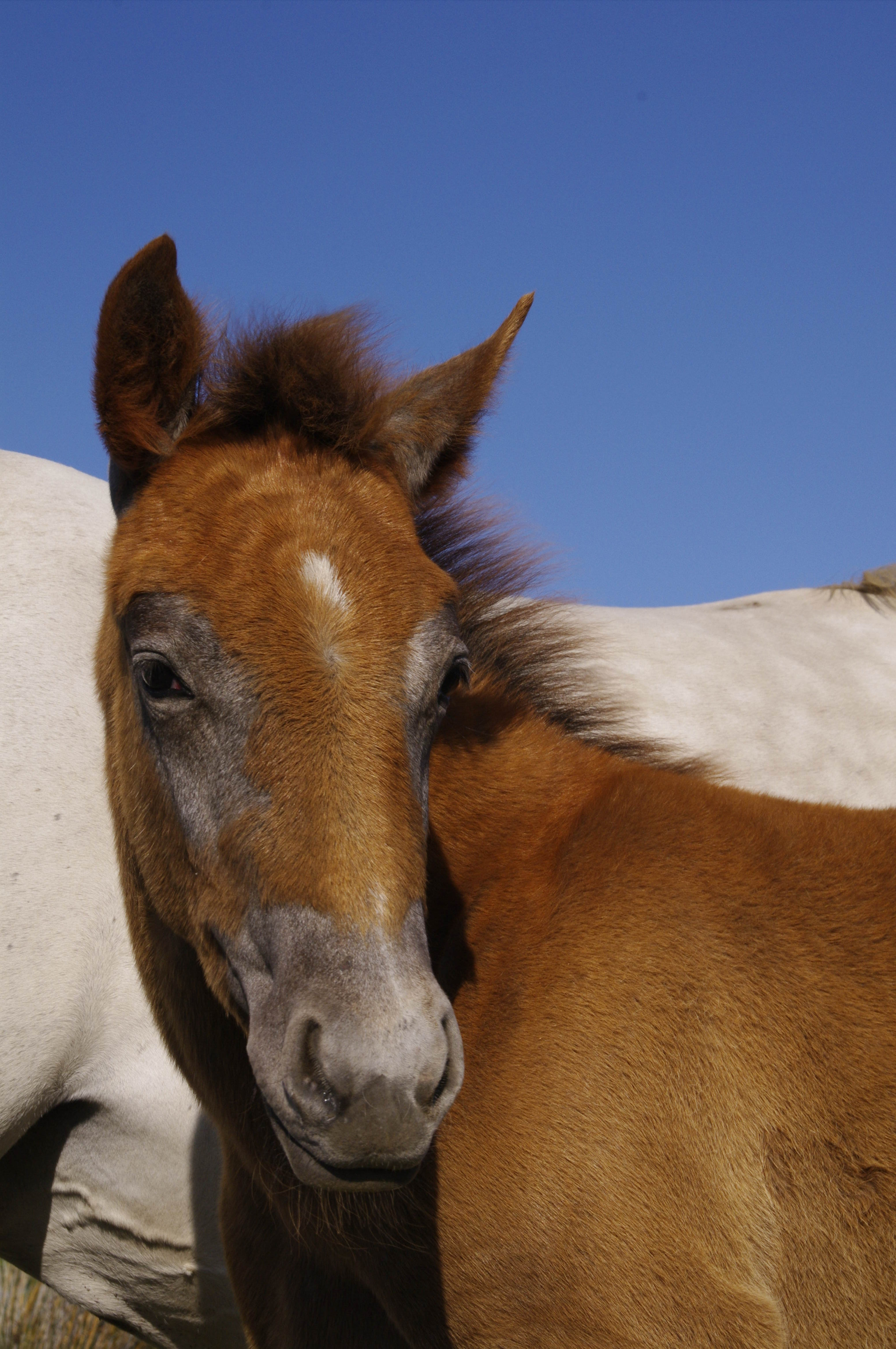 Pentax K-7 sample photo. Foal of the camargue photography