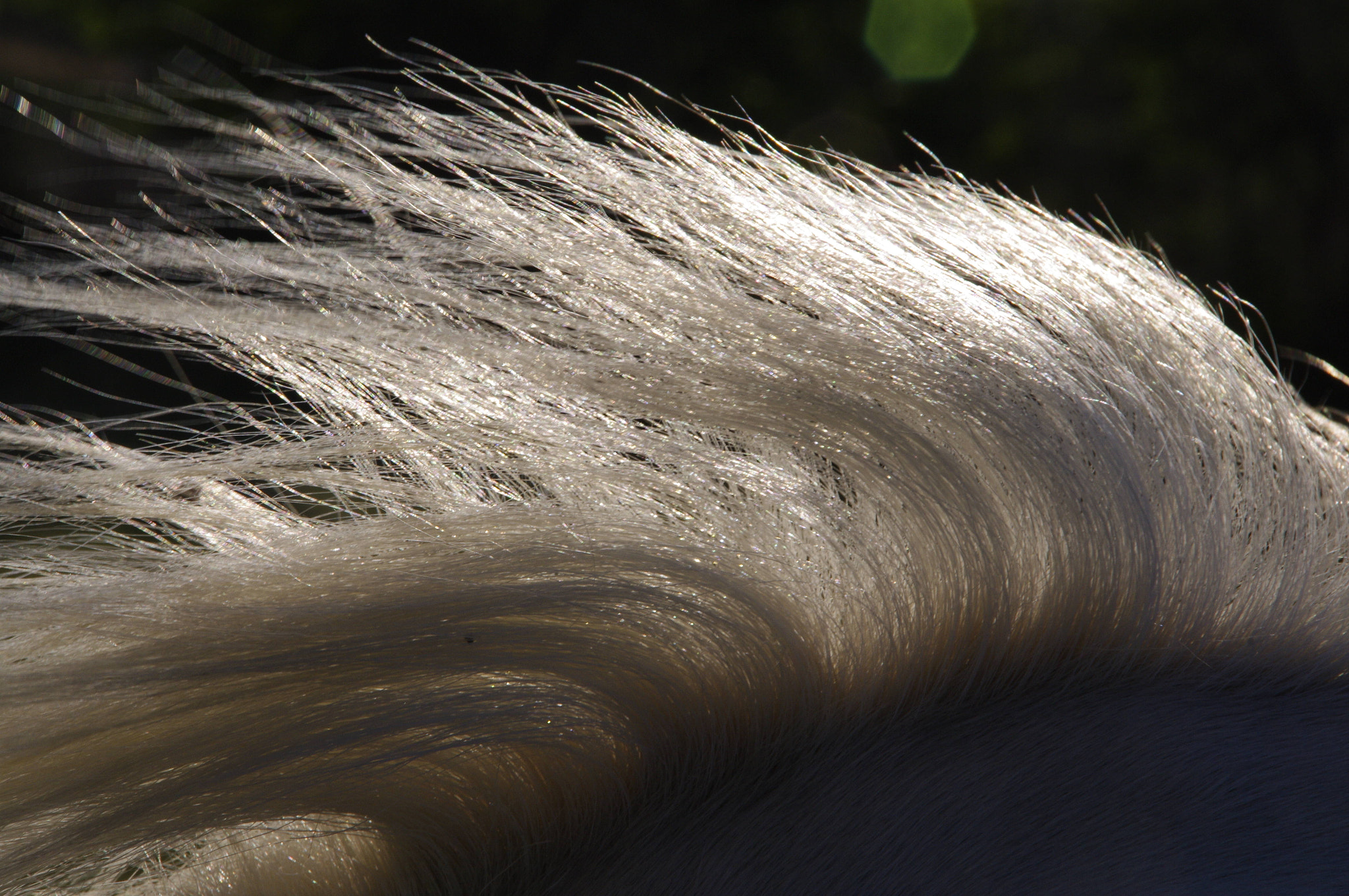 Pentax K-7 sample photo. Horse hair photography