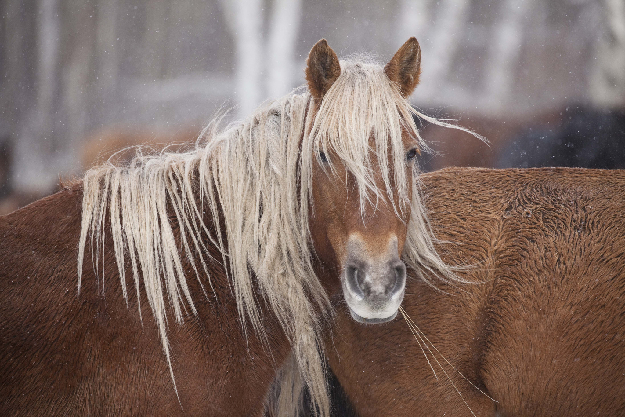 Canon EF 100-400mm F4.5-5.6L IS II USM sample photo. Kazakh horses, 1 photography