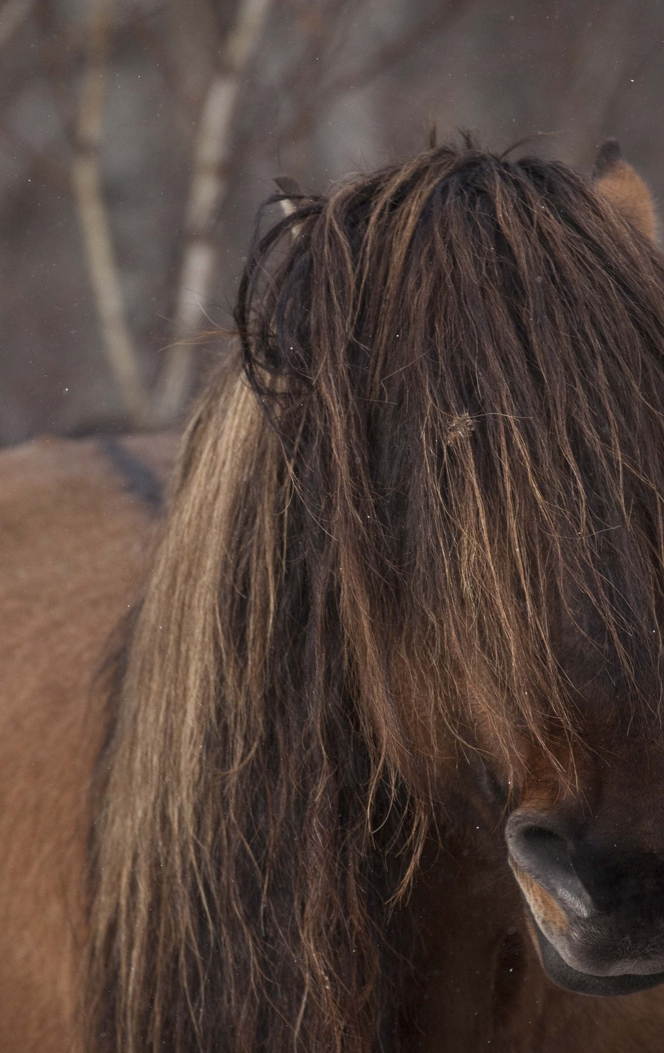 Canon EF 100-400mm F4.5-5.6L IS II USM sample photo. Kazakh horses, 3 photography