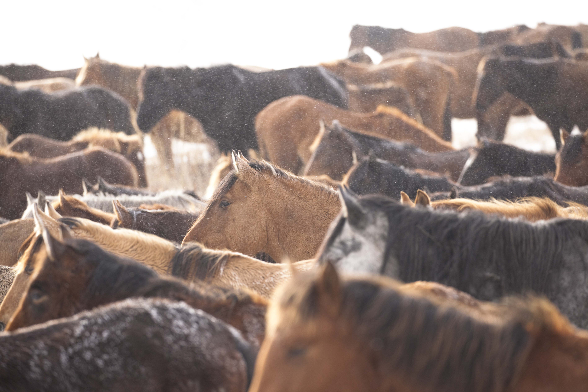 Canon EF 100-400mm F4.5-5.6L IS II USM sample photo. Kazakh horses, 2 photography