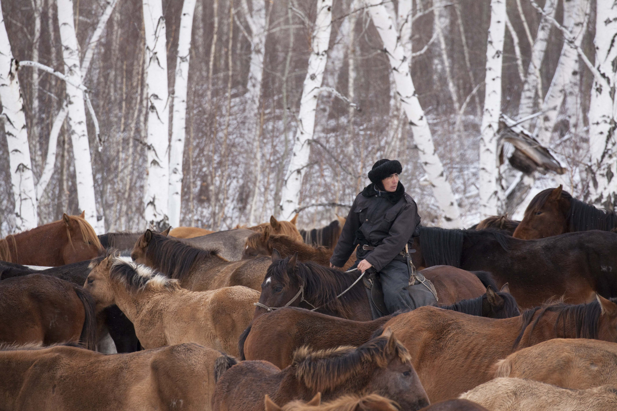 Canon EF 100-400mm F4.5-5.6L IS II USM sample photo. Kazakh horses, 5 photography