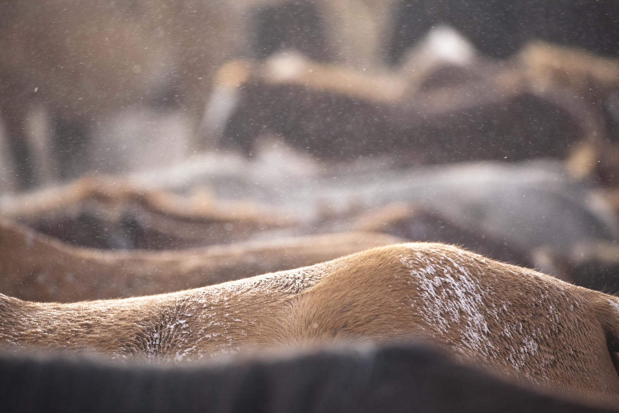 Canon EF 100-400mm F4.5-5.6L IS II USM sample photo. Kazakh horses, 4 photography