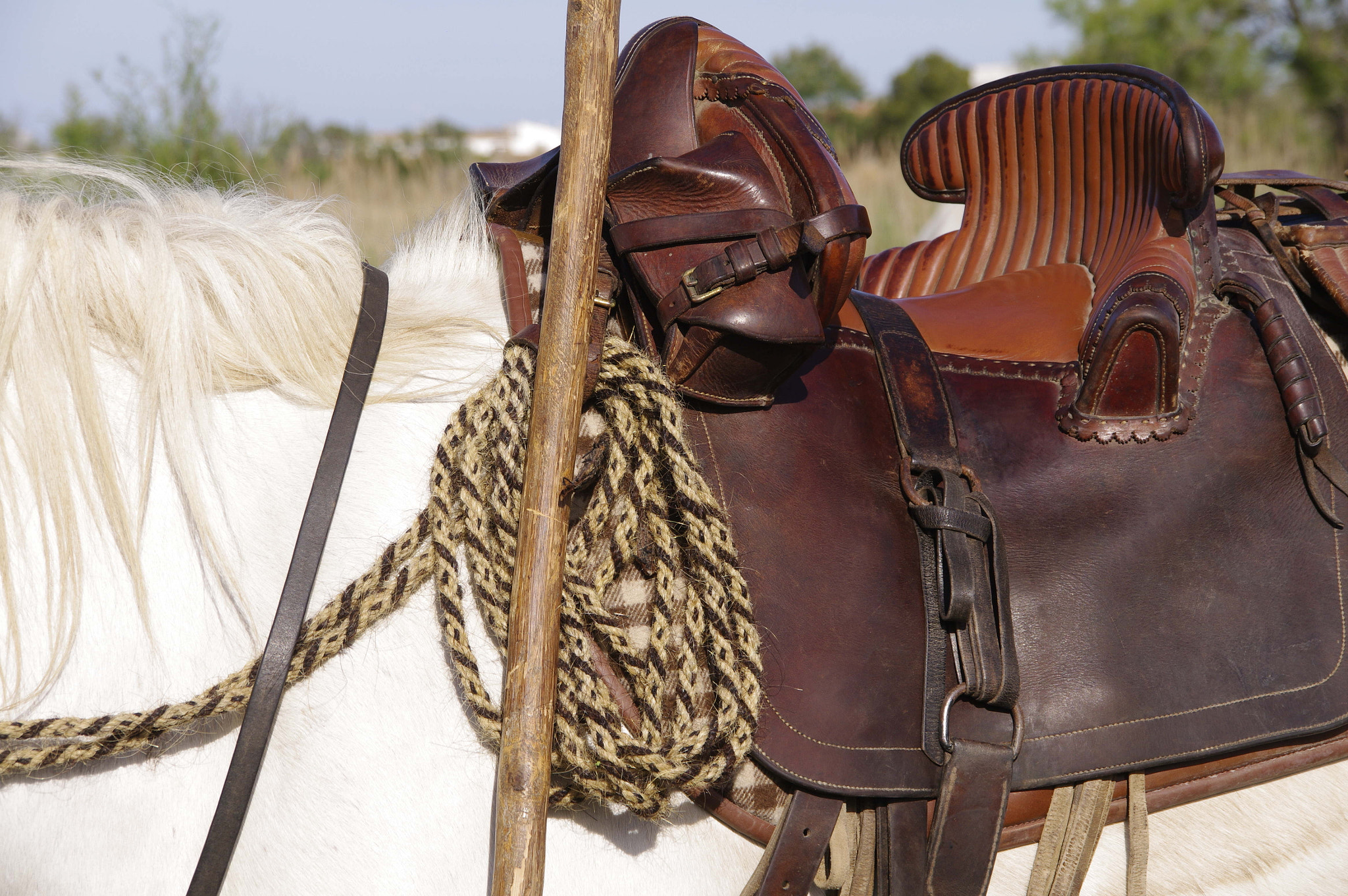 Pentax K-7 sample photo. Saddle in the camargue photography