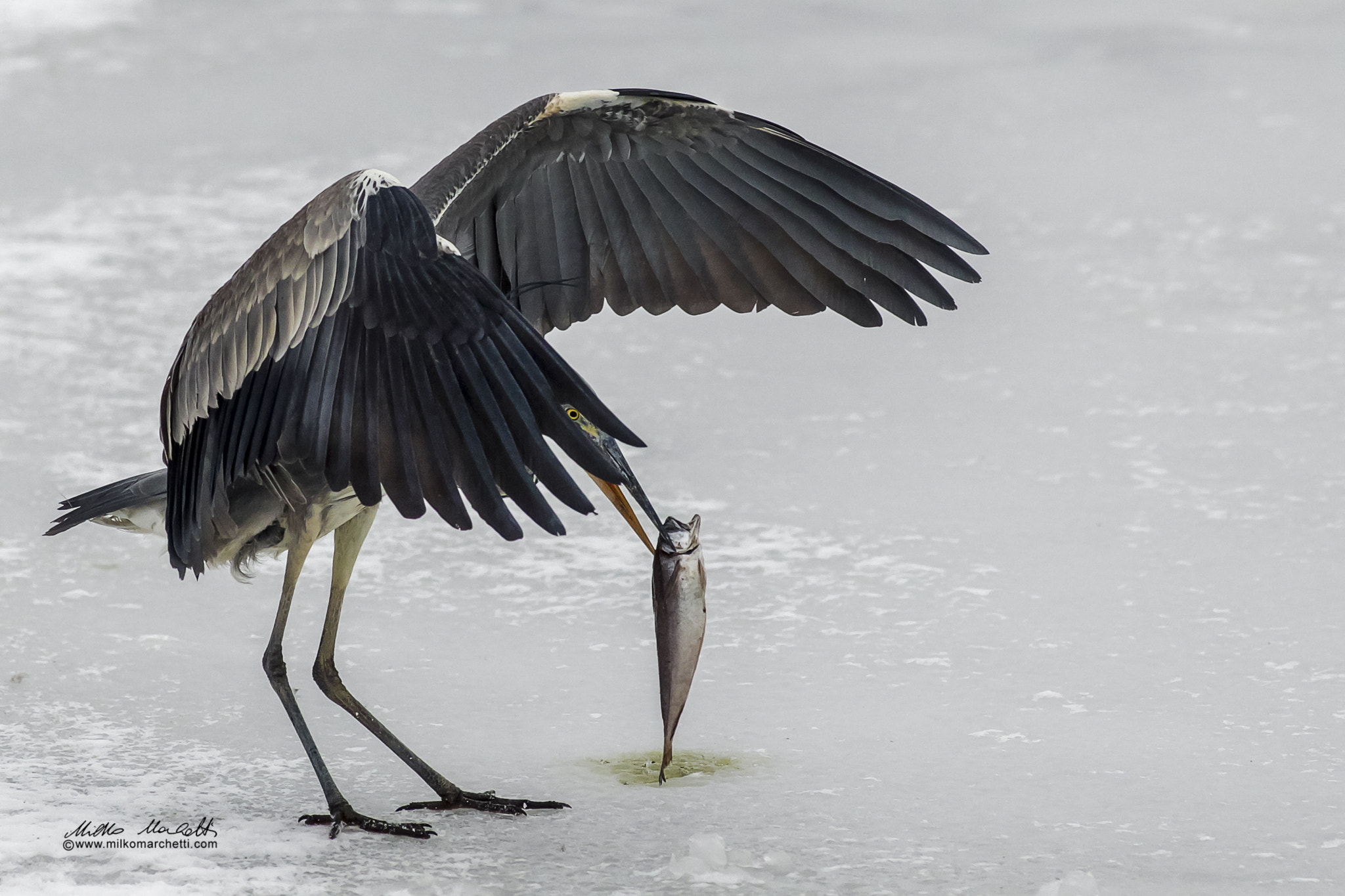 Canon EF 300mm f/2.8L sample photo. Eye photography