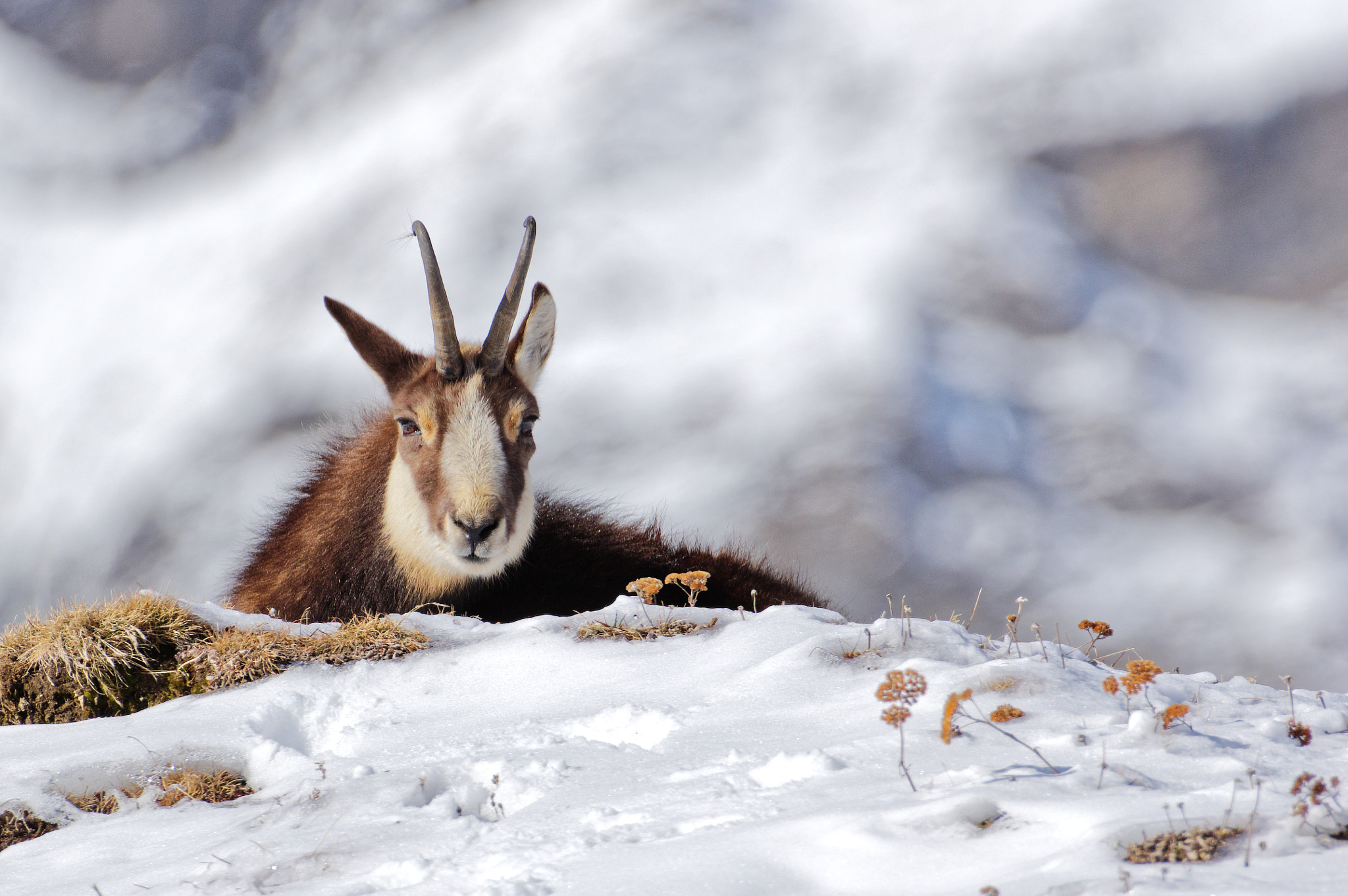Pentax K-3 sample photo. Camoscio - chamois photography