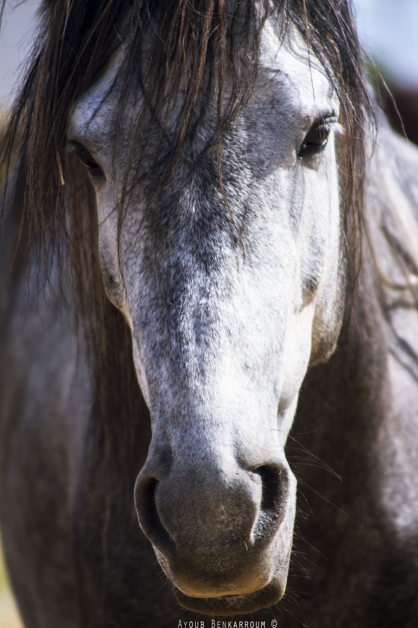 Canon EF 55-200mm F4.5-5.6 II USM sample photo. Spirit photography