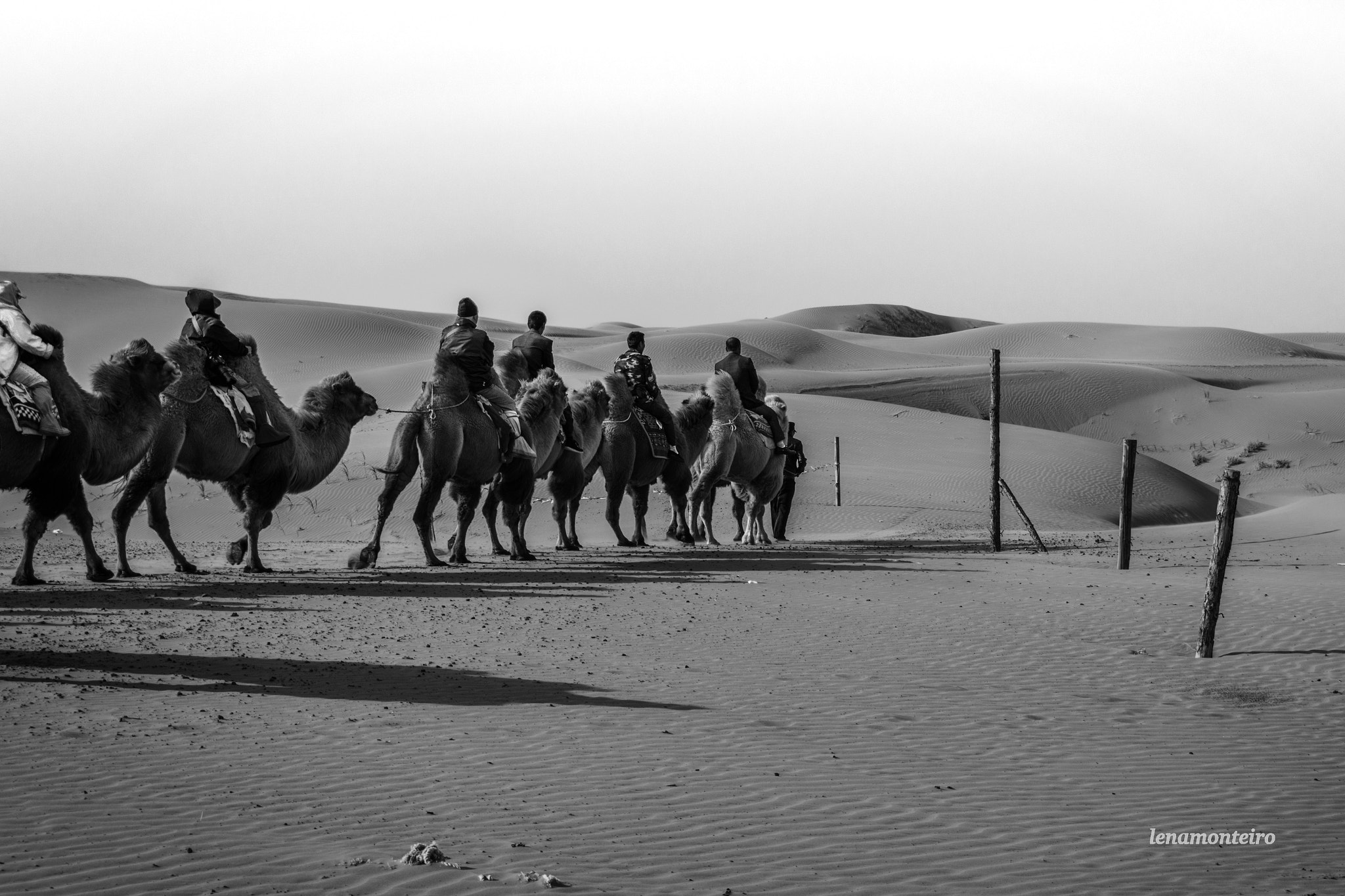 Sigma 18-250mm F3.5-6.3 DC OS HSM sample photo. Camels also try... photography