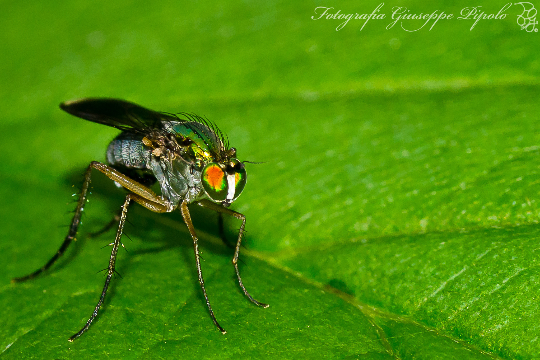 Sony SLT-A55 (SLT-A55V) + Tamron SP AF 90mm F2.8 Di Macro sample photo. Poecilobothrus nobilitatus photography
