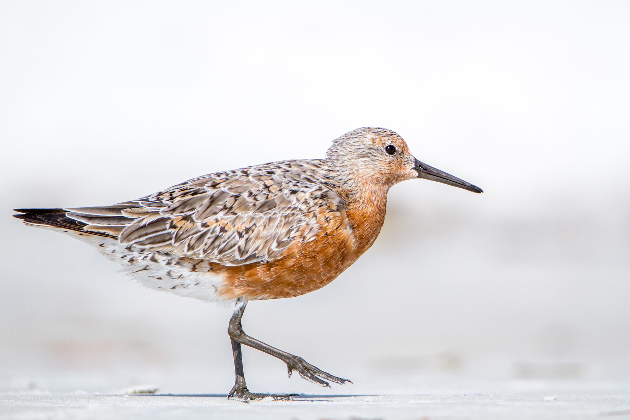 Canon EF 200-400mm F4L IS USM Extender 1.4x sample photo. Red knot photography