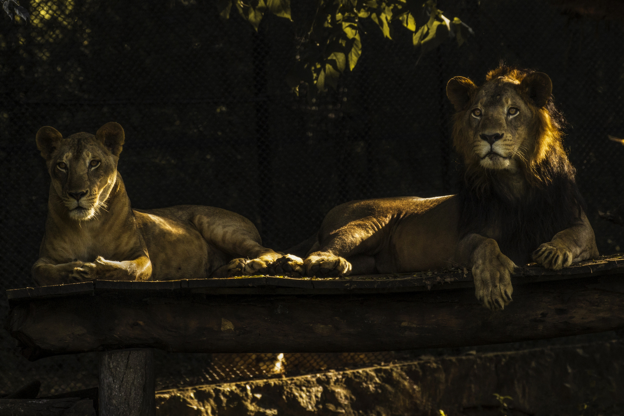 Canon EF 100-400mm F4.5-5.6L IS II USM sample photo. The wild pair photography