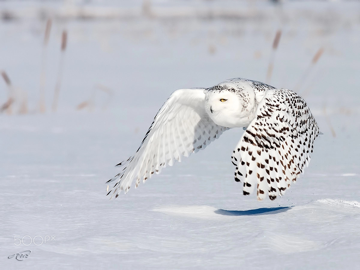 Canon EOS 40D + Canon EF 400mm F5.6L USM sample photo. Snowy owl photography