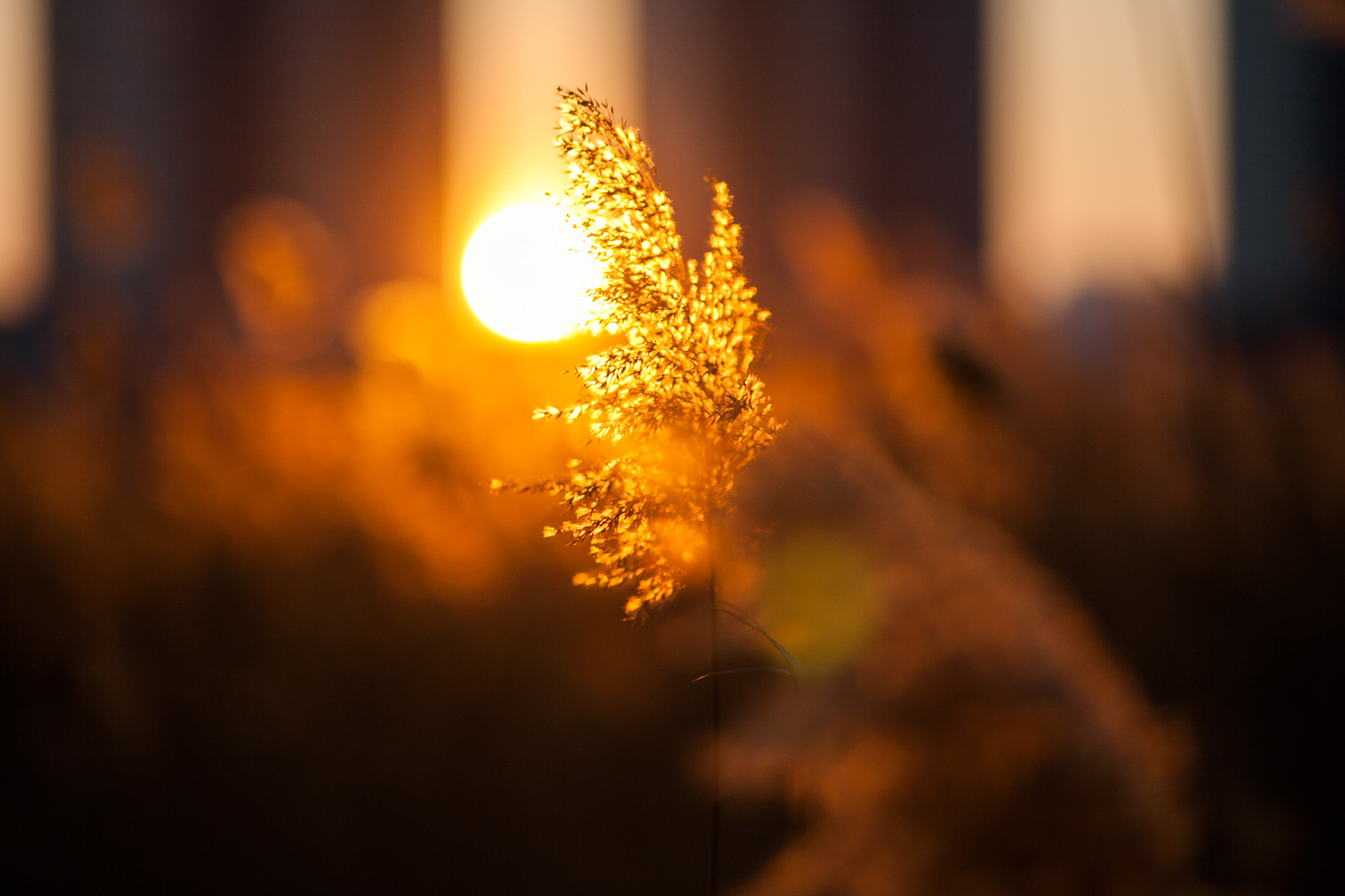 Canon EOS-1D Mark III sample photo. Imgs2184.jpg photography