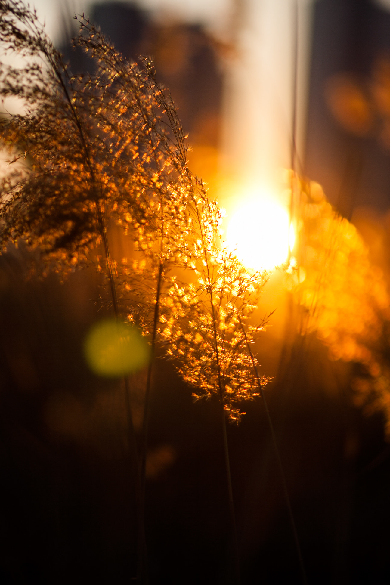 Canon EOS-1D Mark III sample photo. Imgs2173.jpg photography