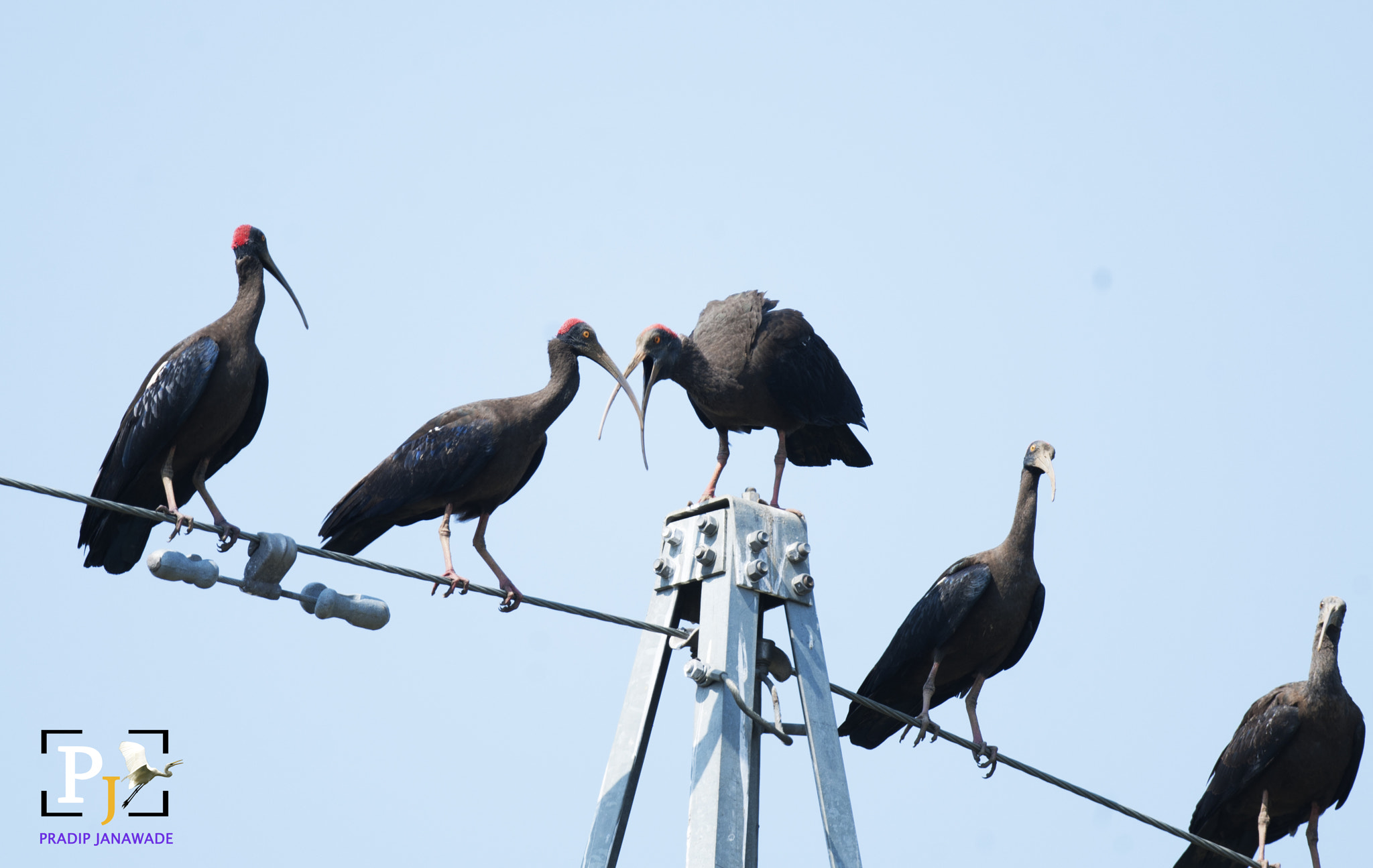 Nikon D3X + Sigma 24-60mm F2.8 EX DG sample photo. Red naped ibis, photography