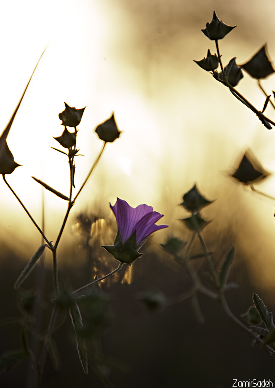 Canon EOS-1Ds Mark II sample photo. 3.jpg photography