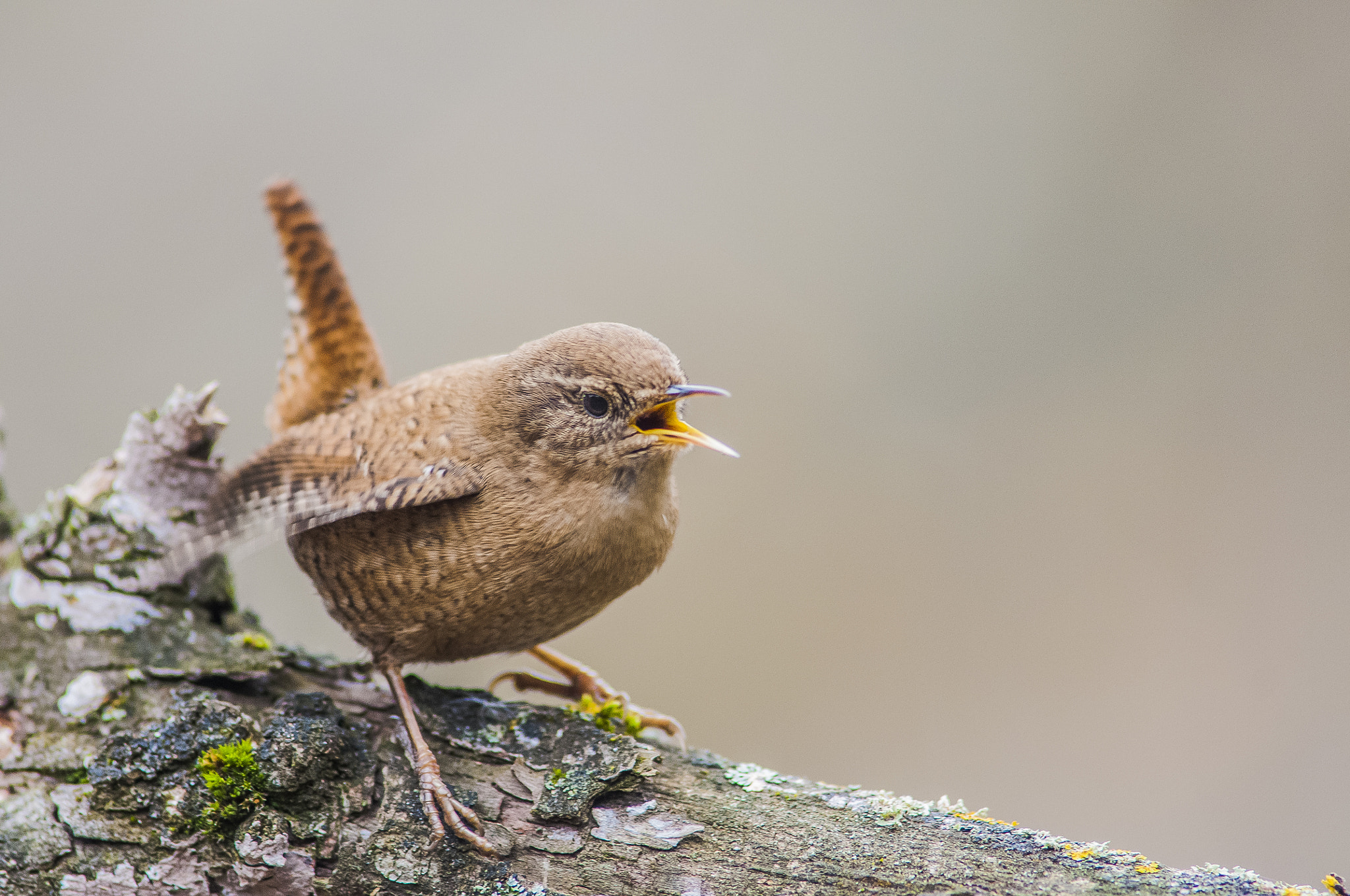 Nikon D300 + AF Nikkor 300mm f/4 IF-ED sample photo. Chochin photography