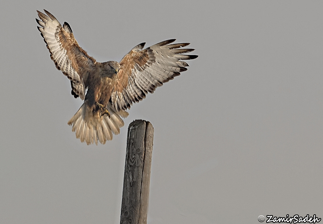 Canon EOS-1Ds Mark II sample photo. Copyza photography