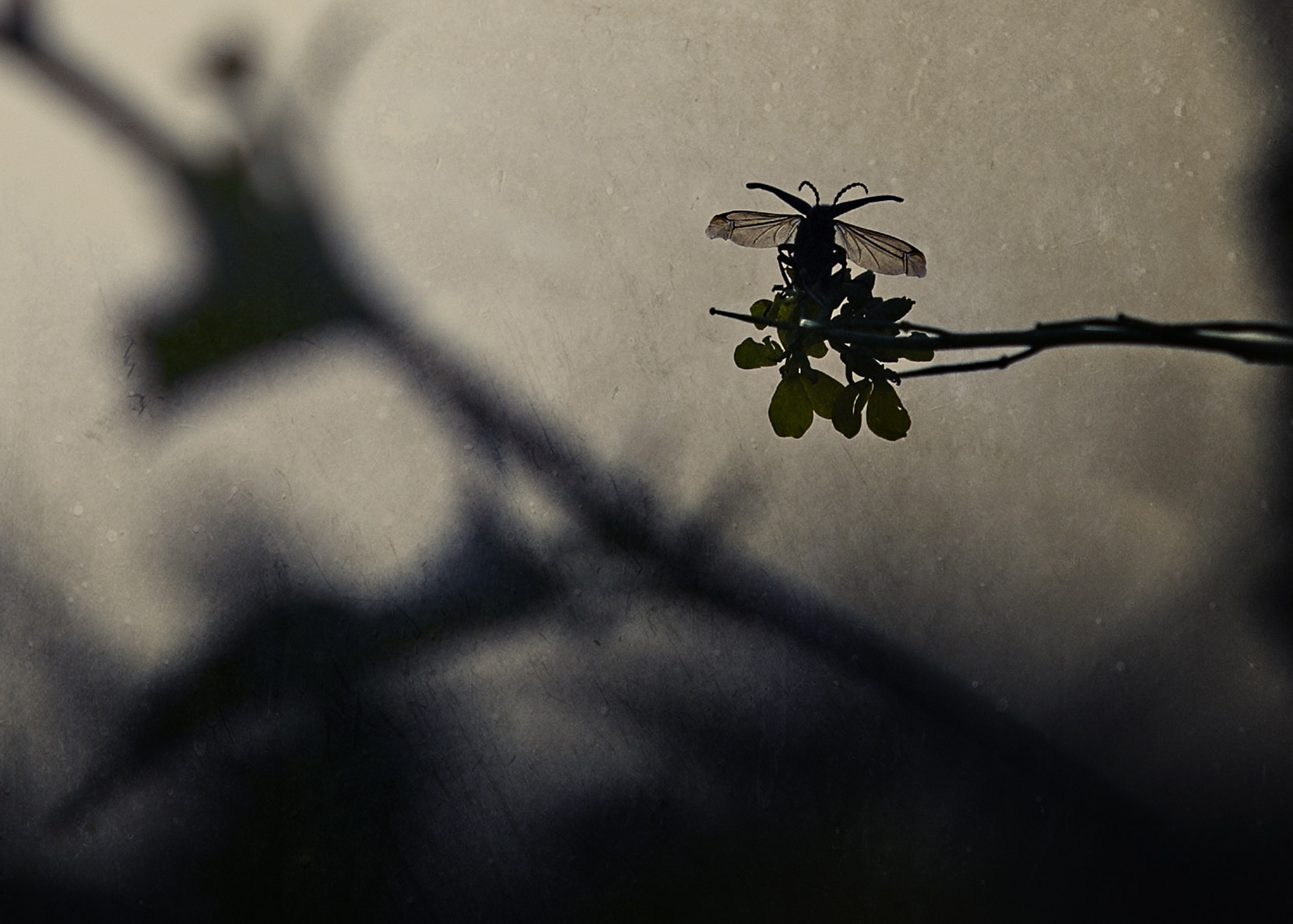 Canon EOS-1Ds Mark II sample photo. Iuug() photography