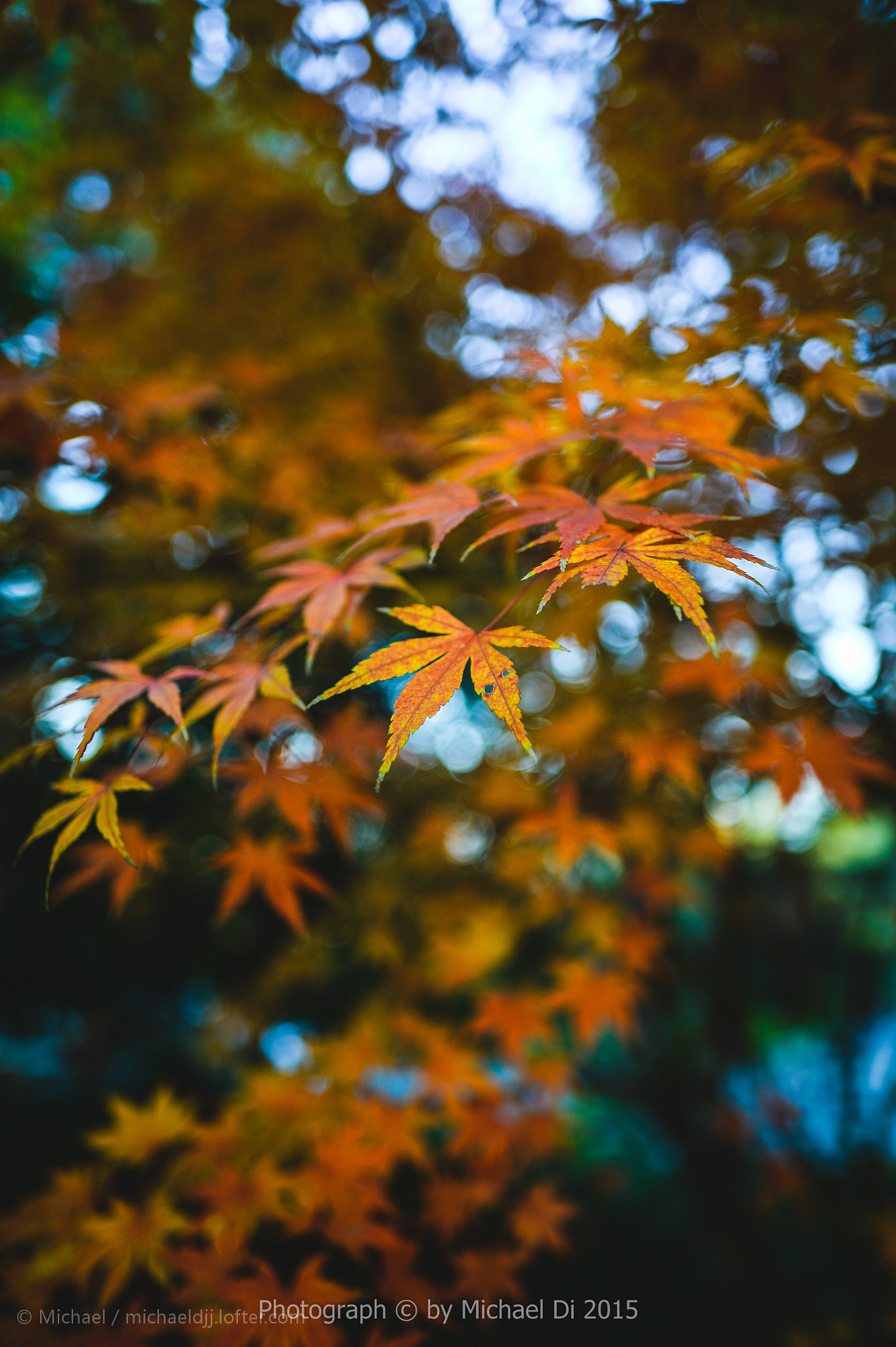 Nikon Df sample photo.  through my lens 12/18/2015  photography