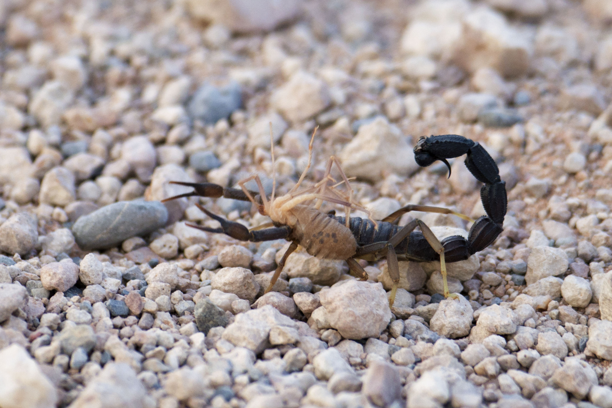 Nikon Df sample photo. Black hairy thick-tailed scorpion photography