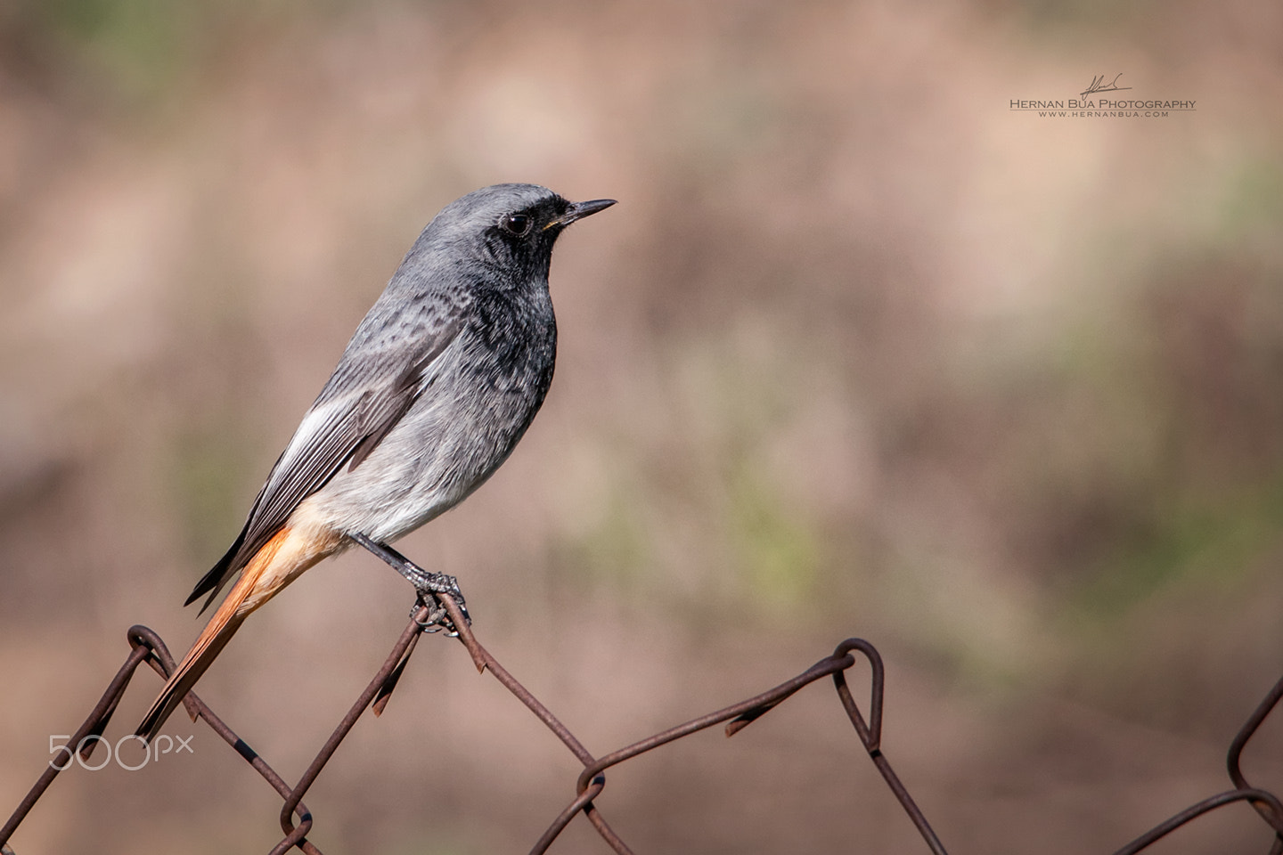 Sigma 150-500mm F5-6.3 DG OS HSM sample photo. Black redstart photography