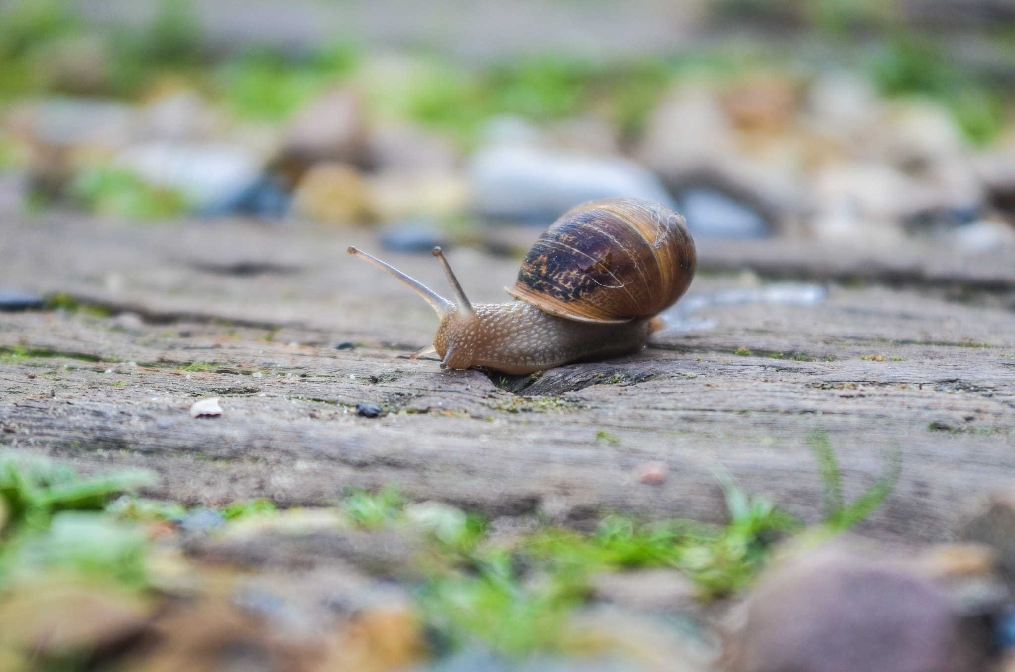 Sigma 28-70mm F3.5-4.5 UC sample photo. Snail photography