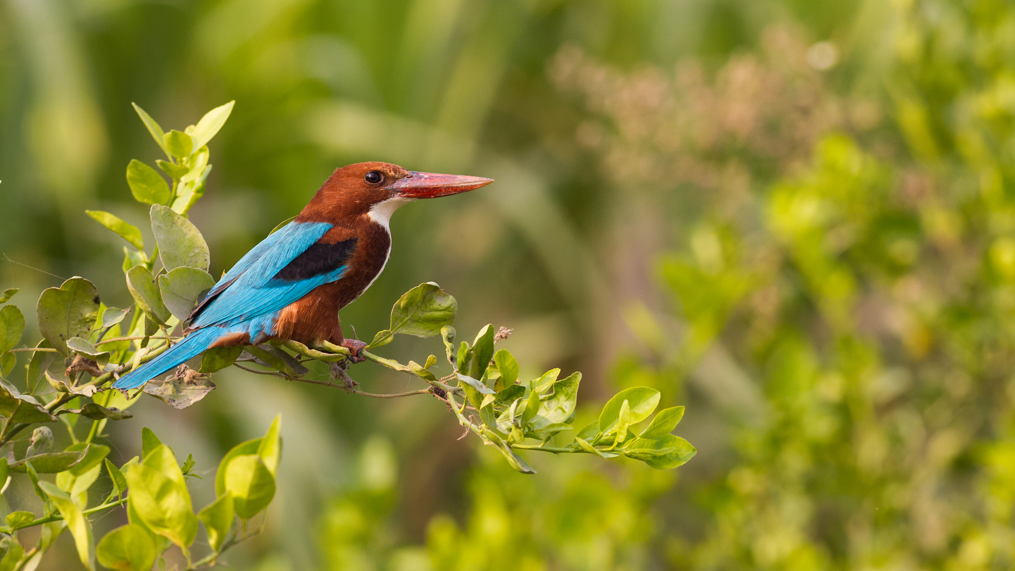Canon EOS-1D Mark IV + Canon EF 400mm F5.6L USM sample photo. White-throated kingfisher photography