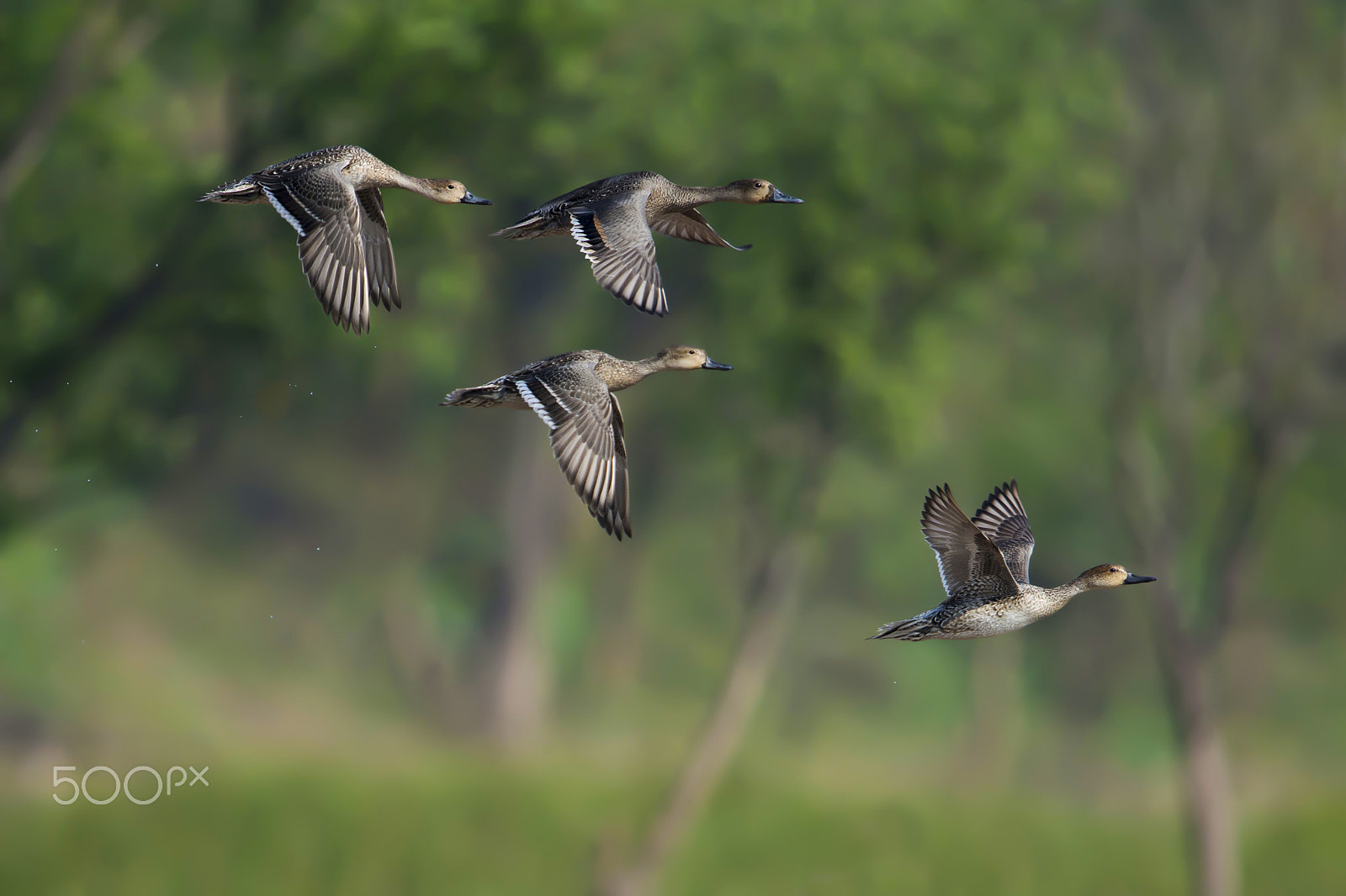 Nikon D7200 + Nikon AF-S Nikkor 600mm F4G ED VR sample photo. Northern pintail photography