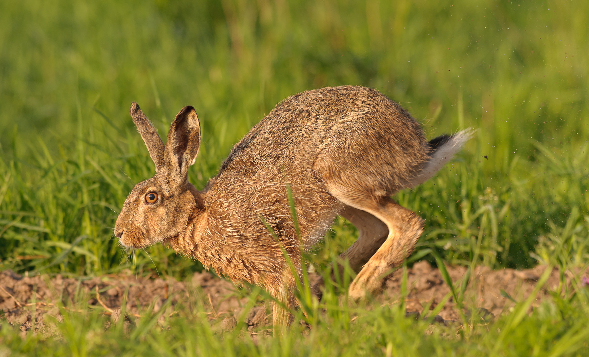 Nikon AF-S Nikkor 300mm F2.8G ED VR II sample photo. Brown hare running photography