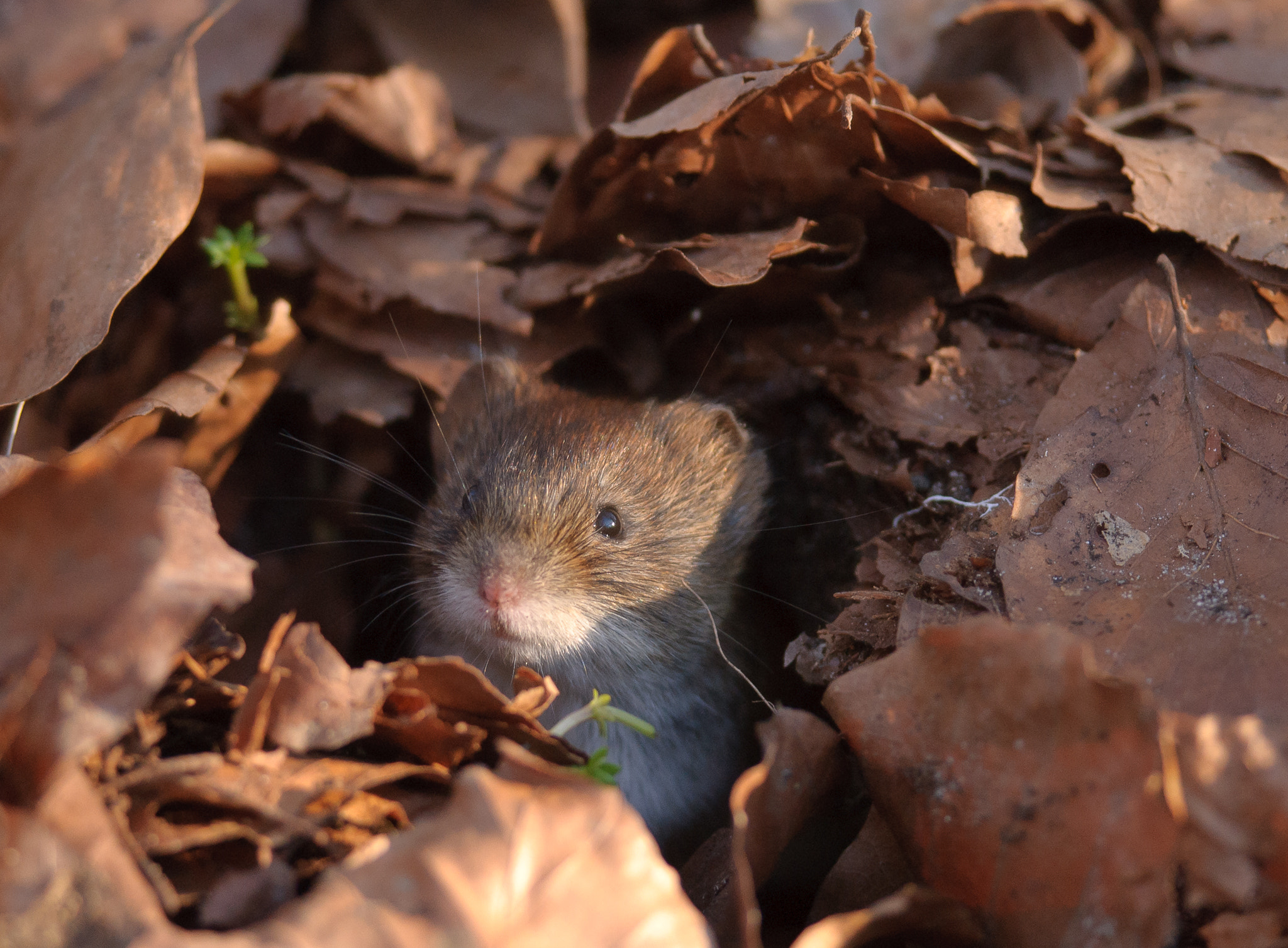 Nikon D200 + Nikon AF-S Nikkor 300mm F4D ED-IF sample photo. Bank vole among leaves photography