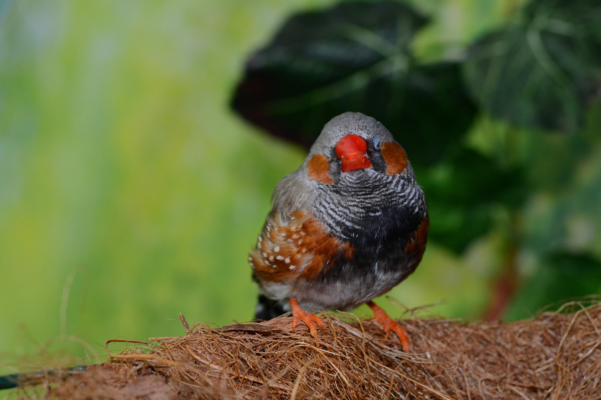 Nikon AF-S Micro-Nikkor 60mm F2.8G ED sample photo. Птичка photography